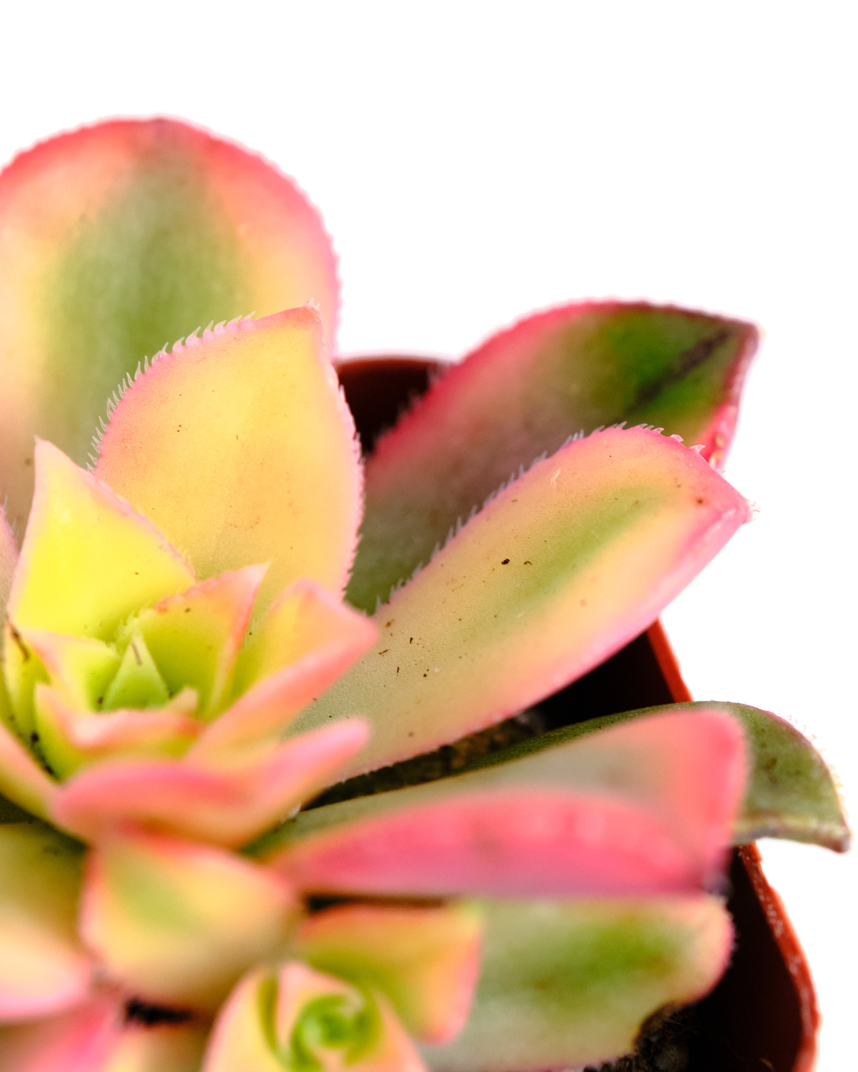 Aeonium haworthii 'Kiwi'-mmluna