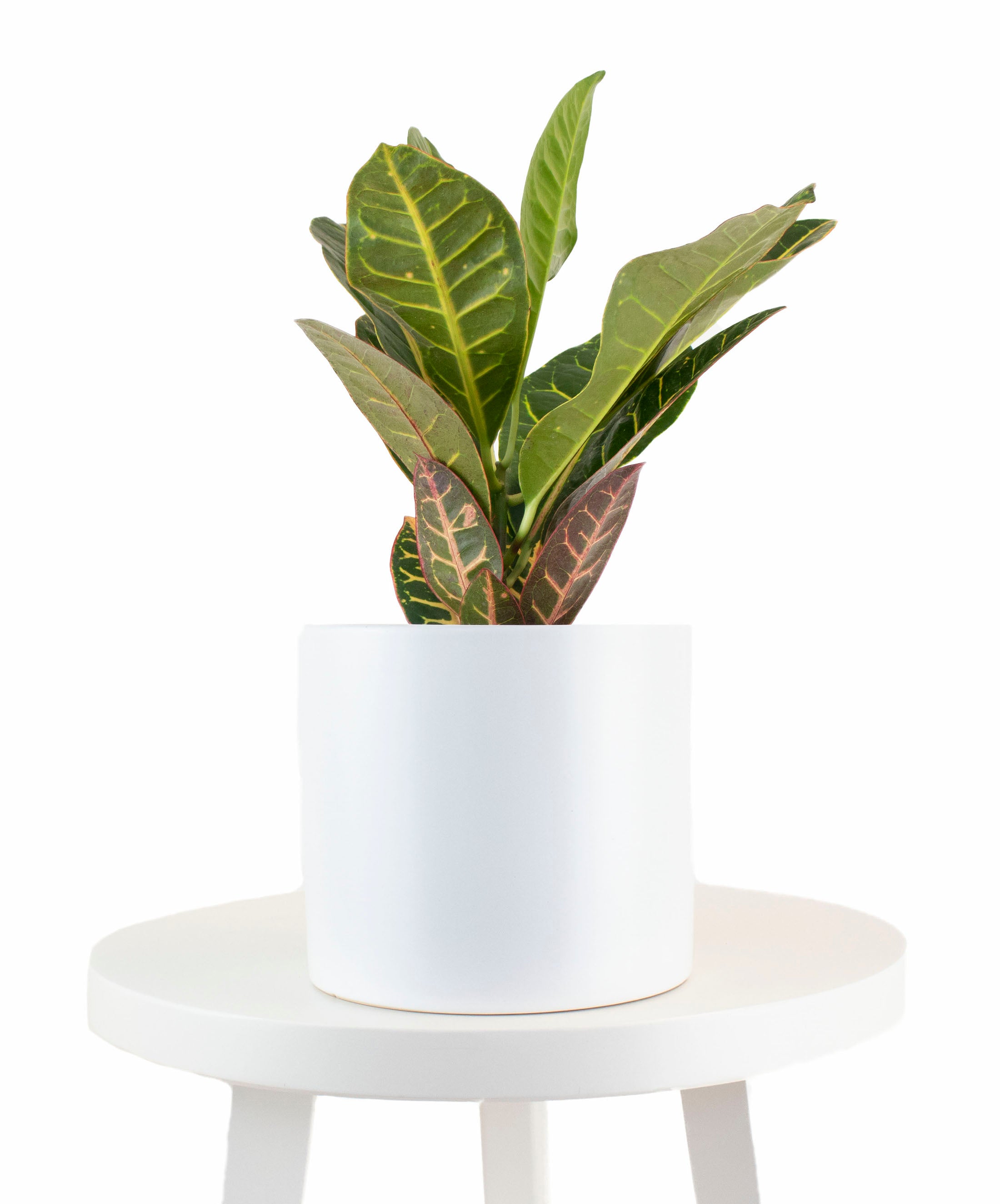 Croton Petra House Plant in White Ceramic Cylinder Planter-mmluna