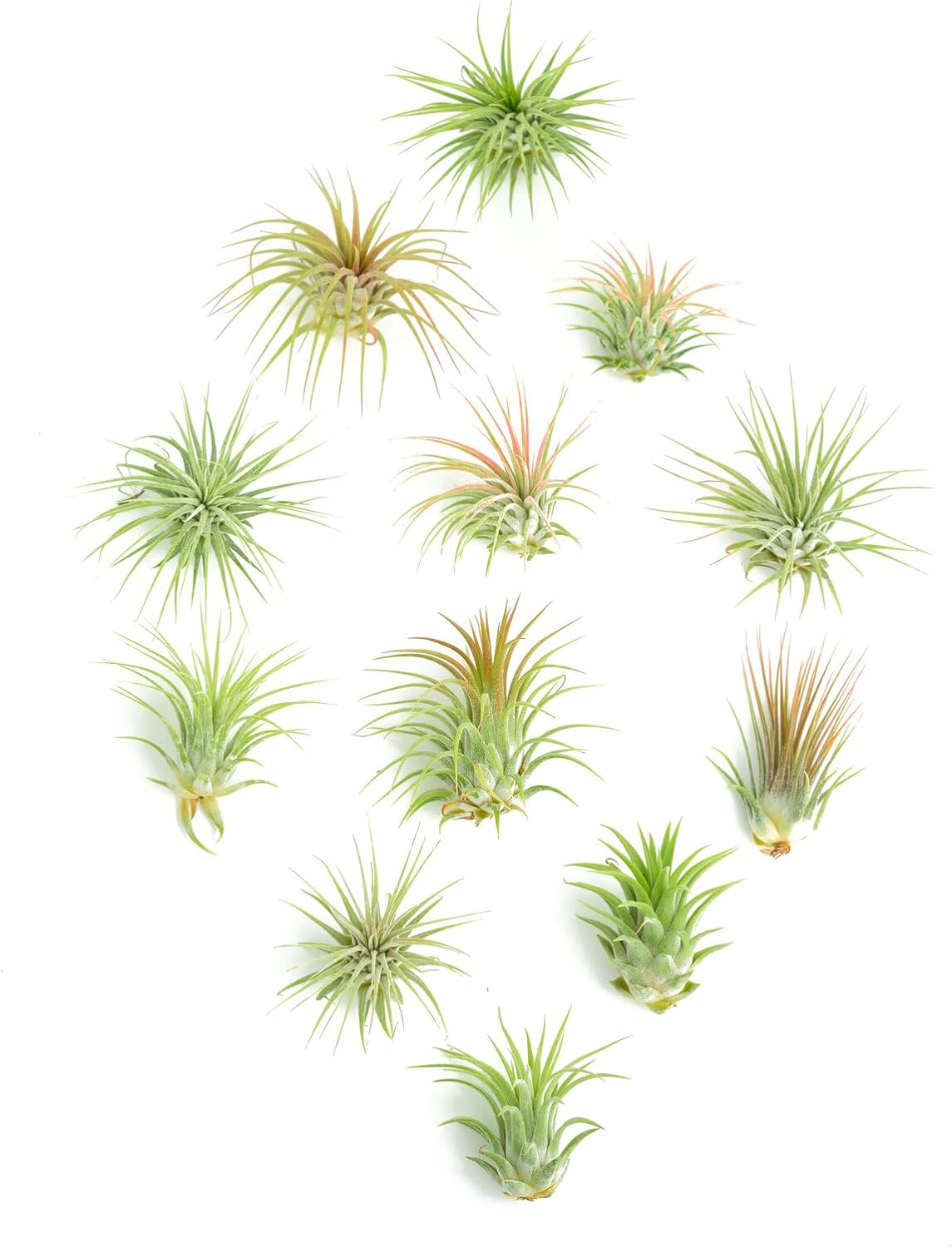 Tillandsia Ionantha Air Plant Collection-mmluna