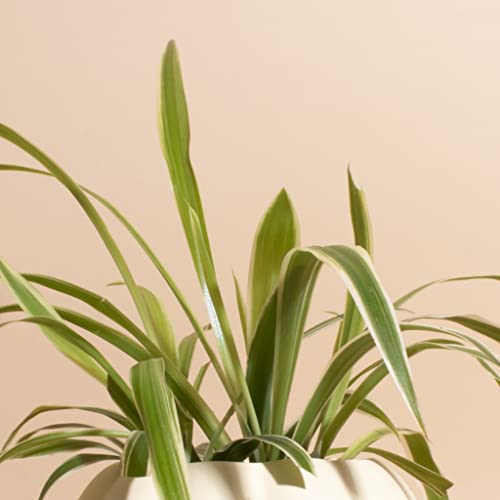 Ivory Ceramic Pumpkin Planter with Spider Plant-mmluna