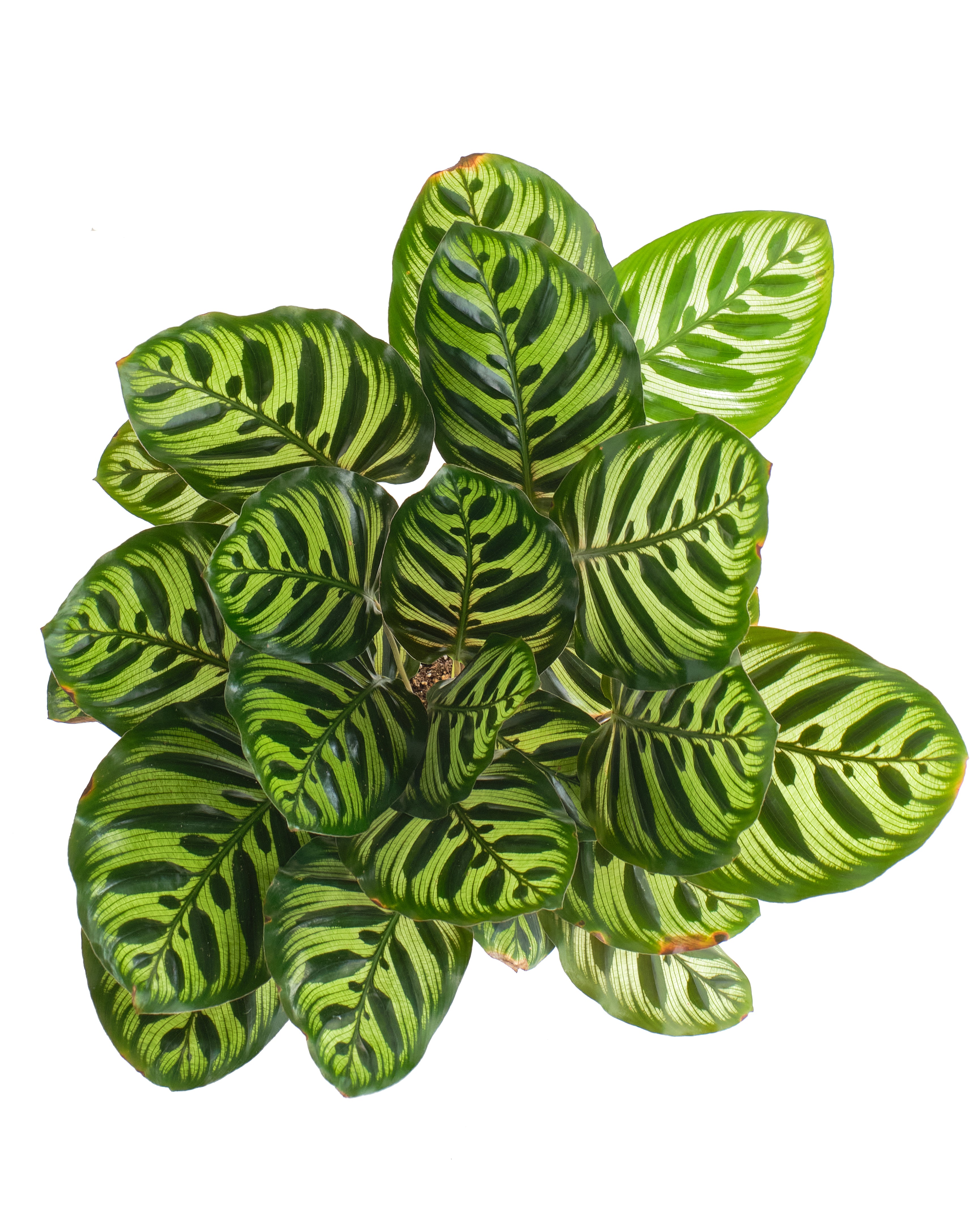 Calathea Makoyana 'Peacock Prayer Plant'-mmluna