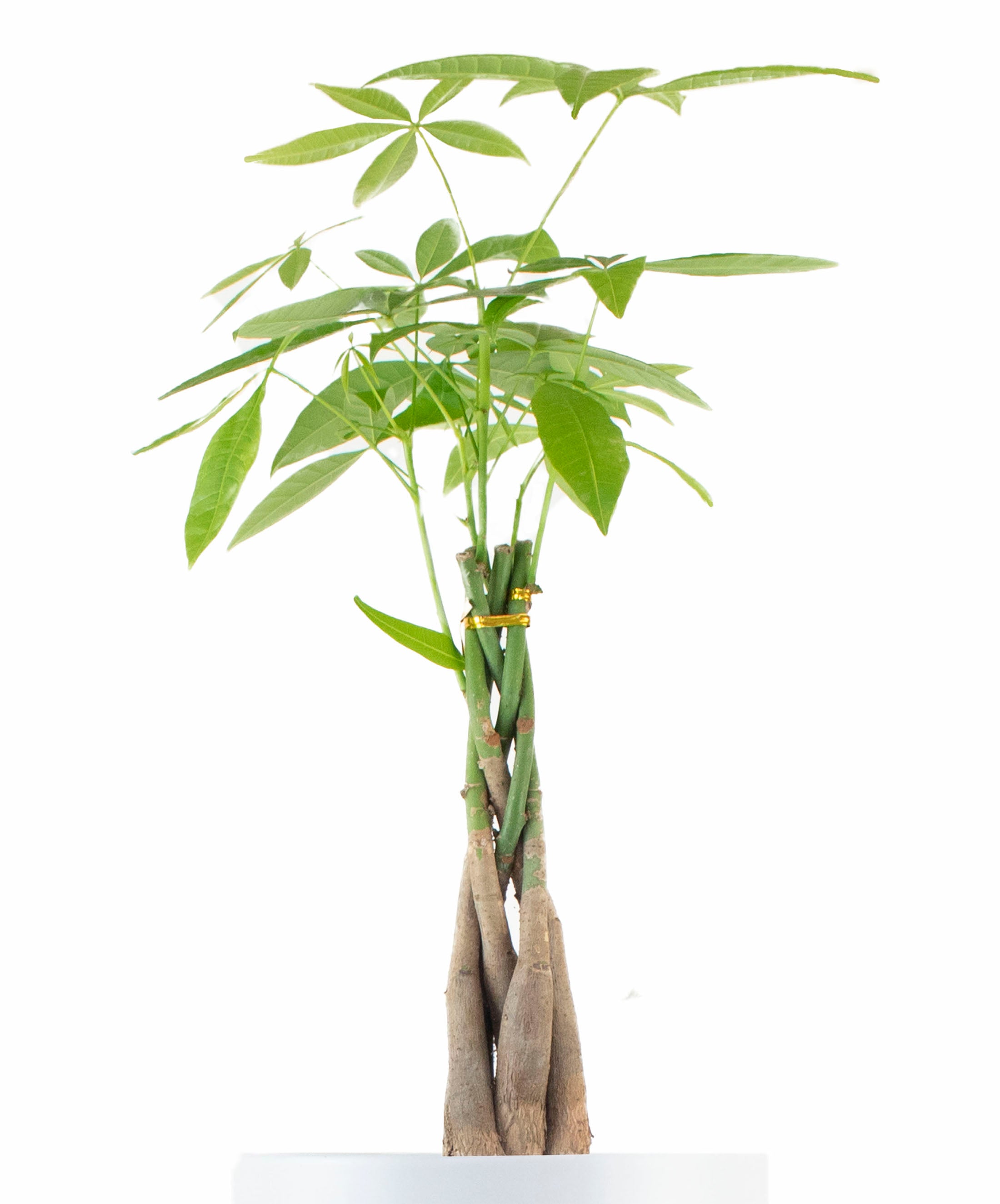 Money Tree Plant in White Ceramic Cylinder Planter-mmluna