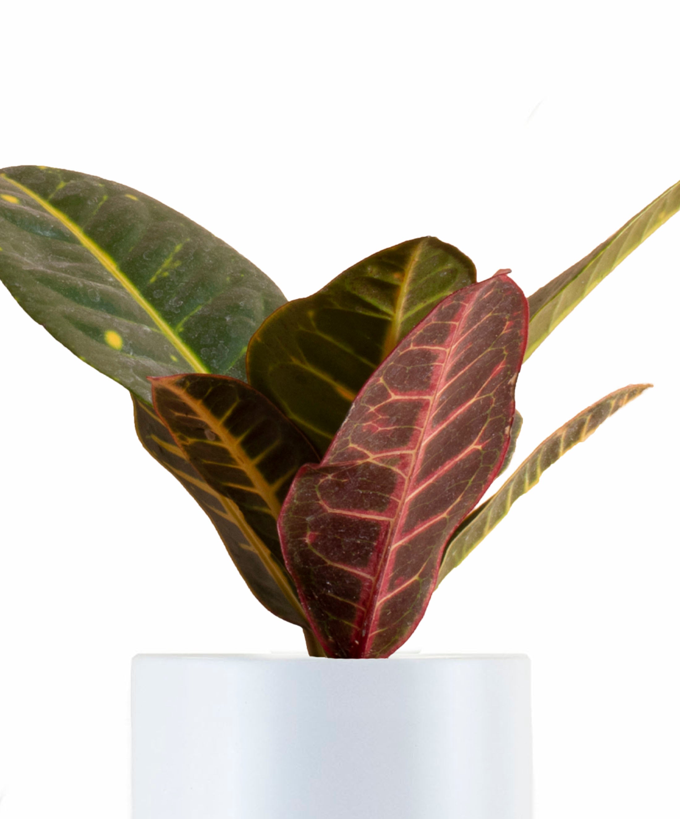 Croton Petra House Plant in White Ceramic Cylinder Planter-mmluna