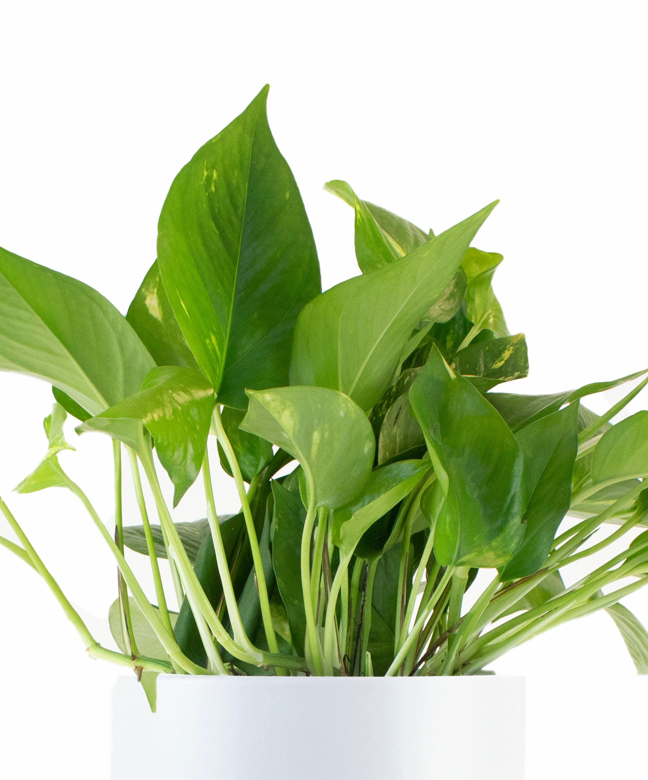 Epipremnum aureum 'Pothos' in White Ceramic Cylinder Planter-mmluna