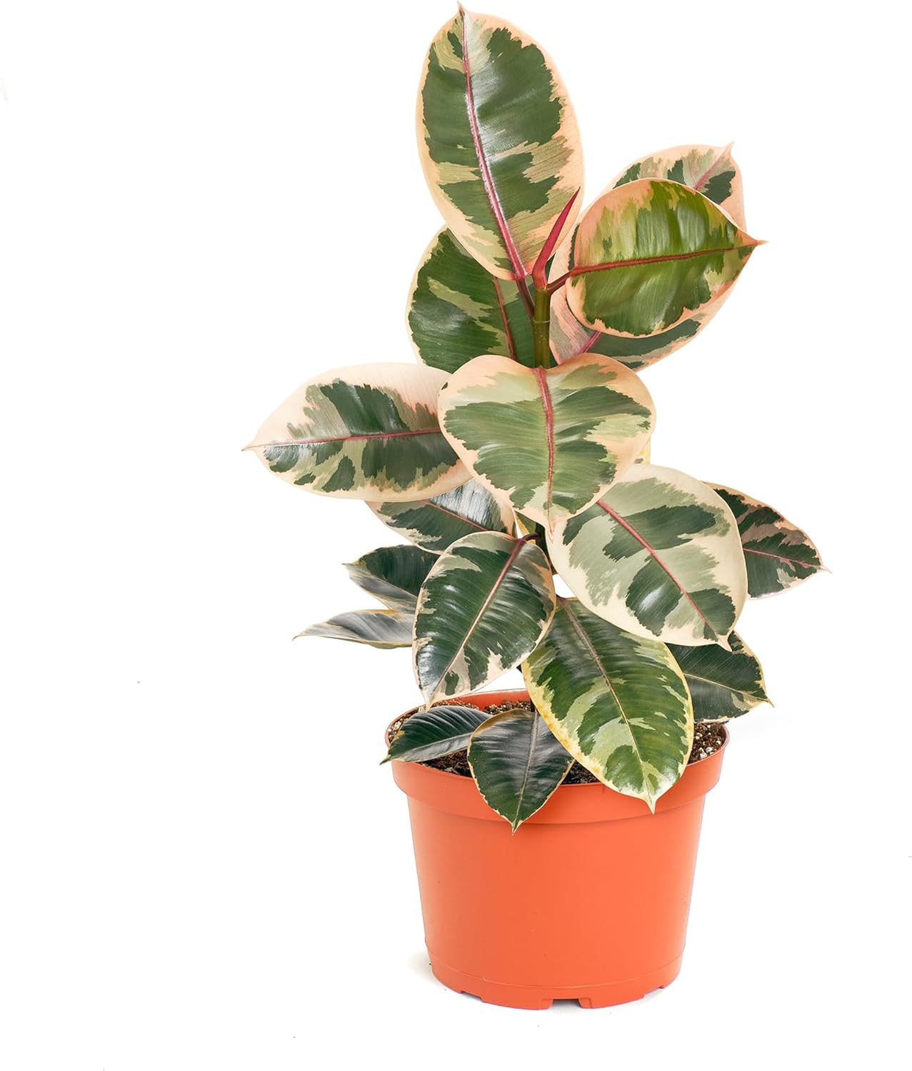 Ficus Tineke-mmluna