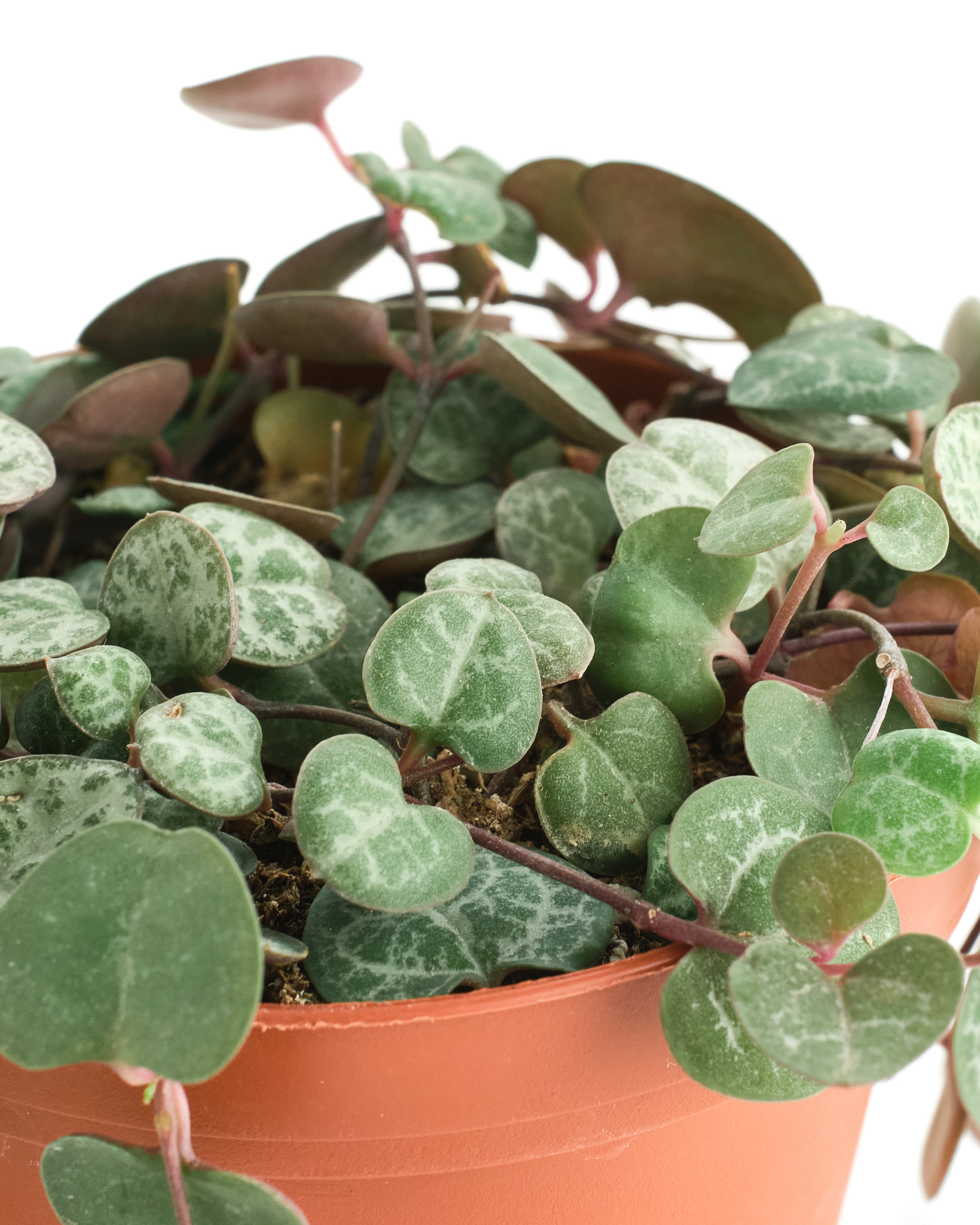 Ceropegia Woodii 'String of Hearts'-mmluna