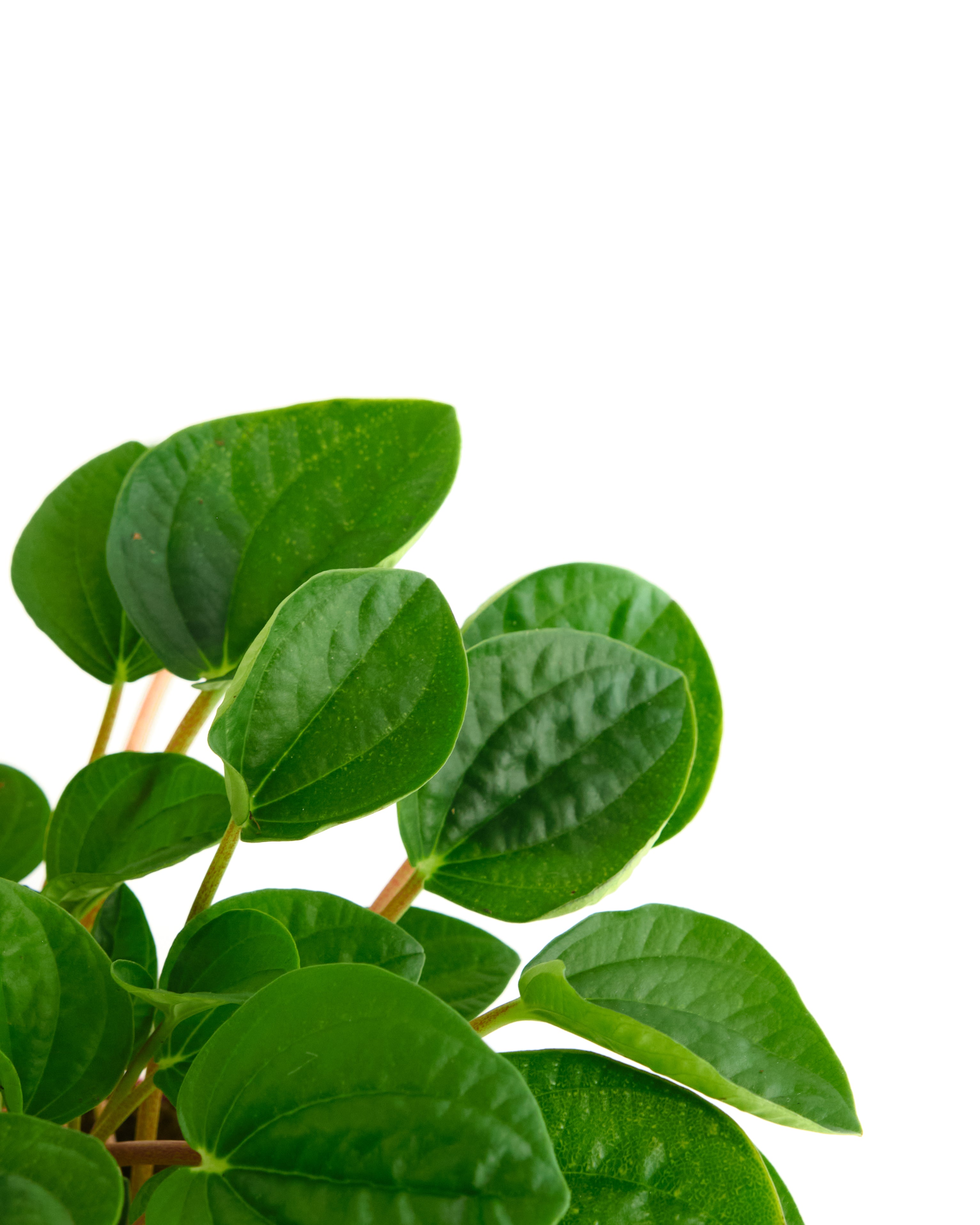 Peperomia Verde-mmluna