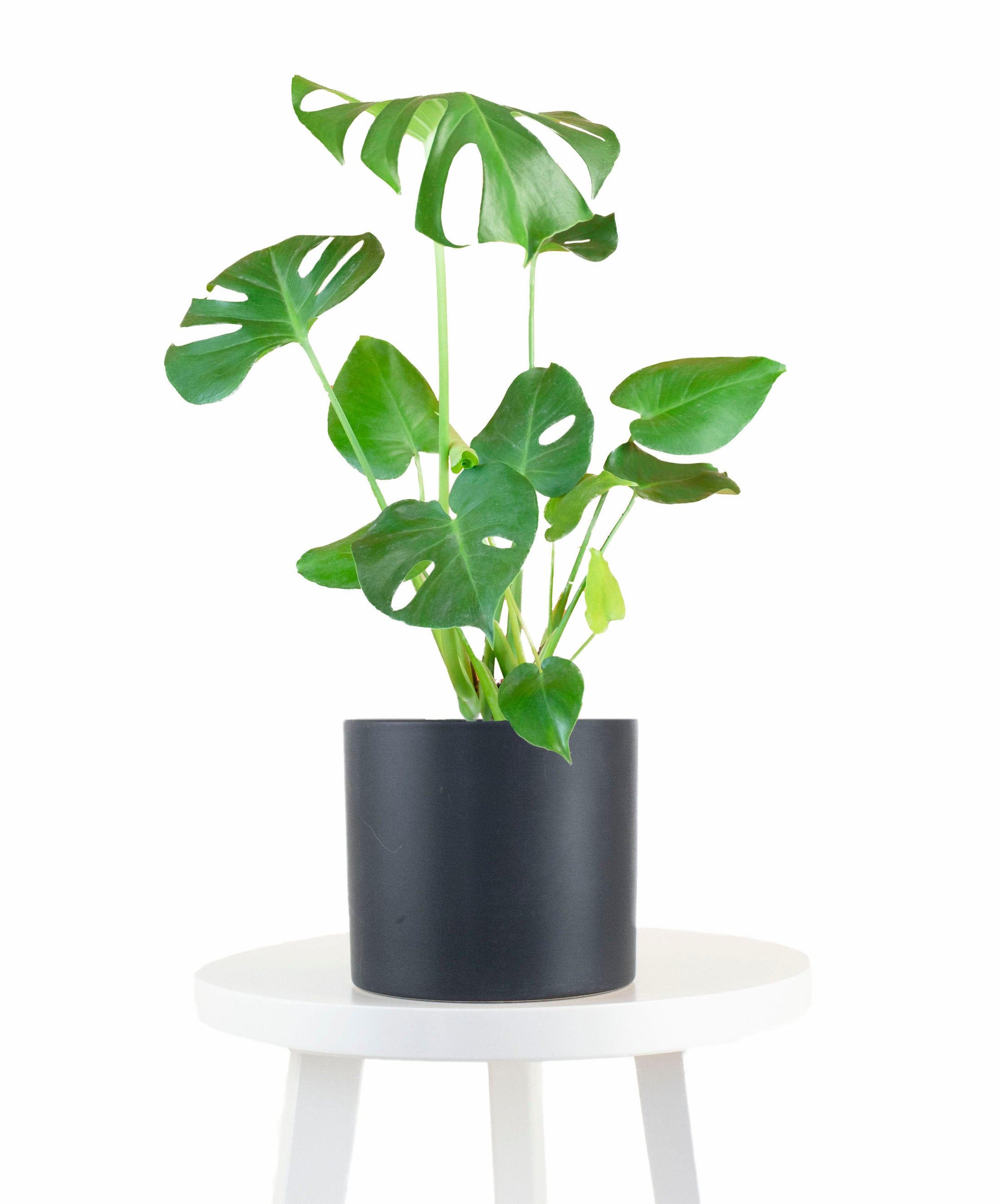 Monstera Deliciosa in Black Ceramic Cylinder Planter-mmluna