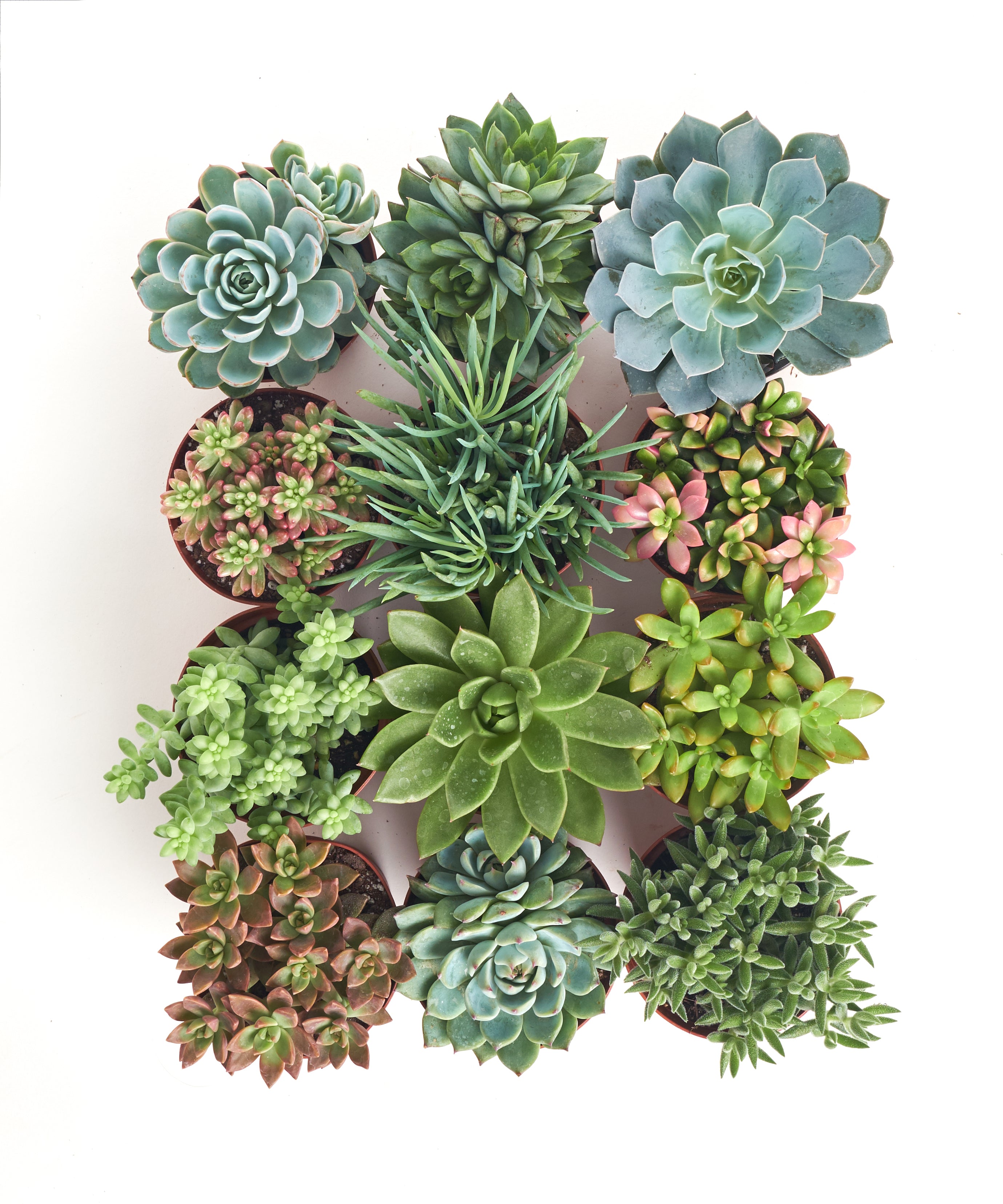 Assorted Medium Succulent Collection-mmluna