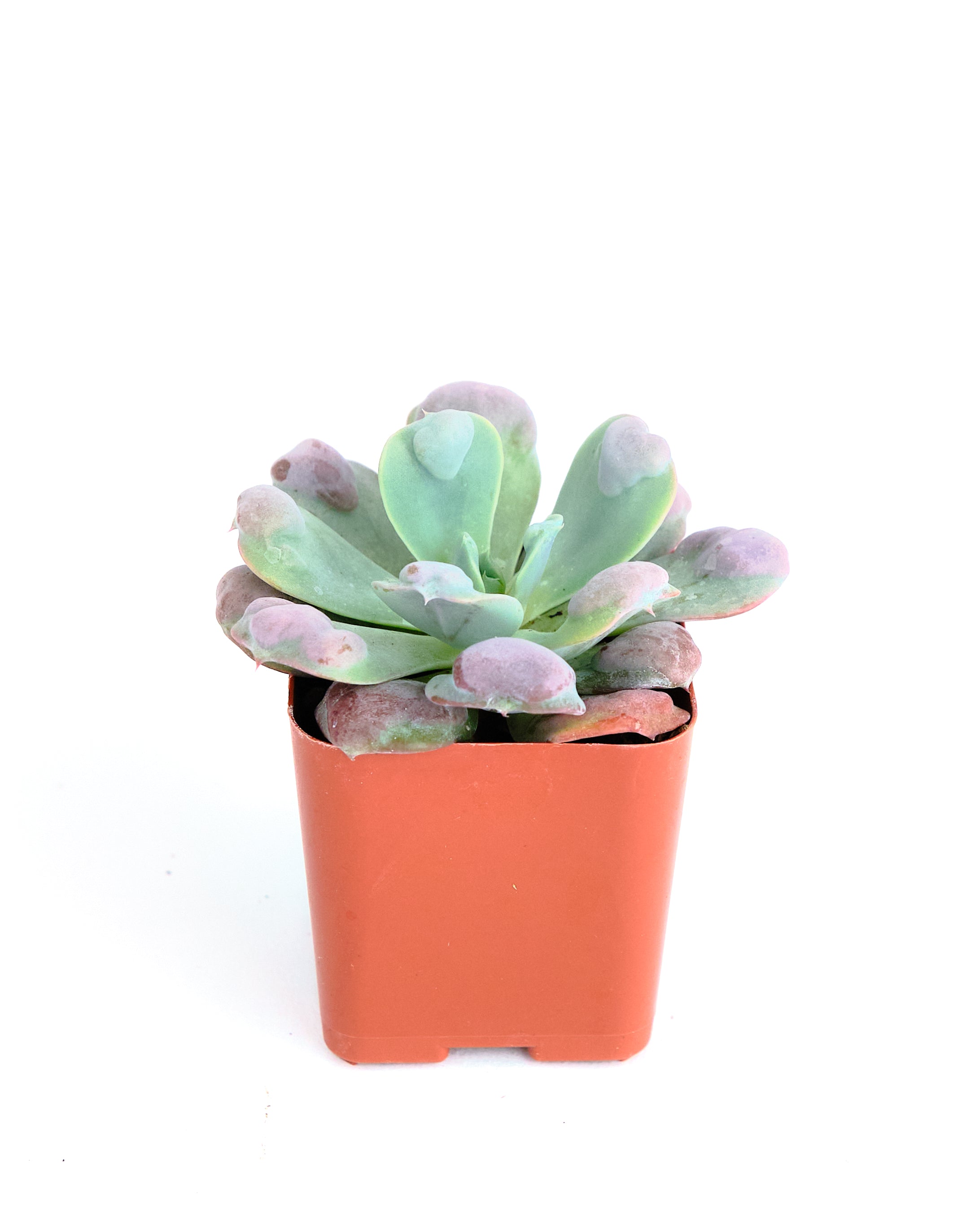 Echeveria 'Raindrop'-mmluna