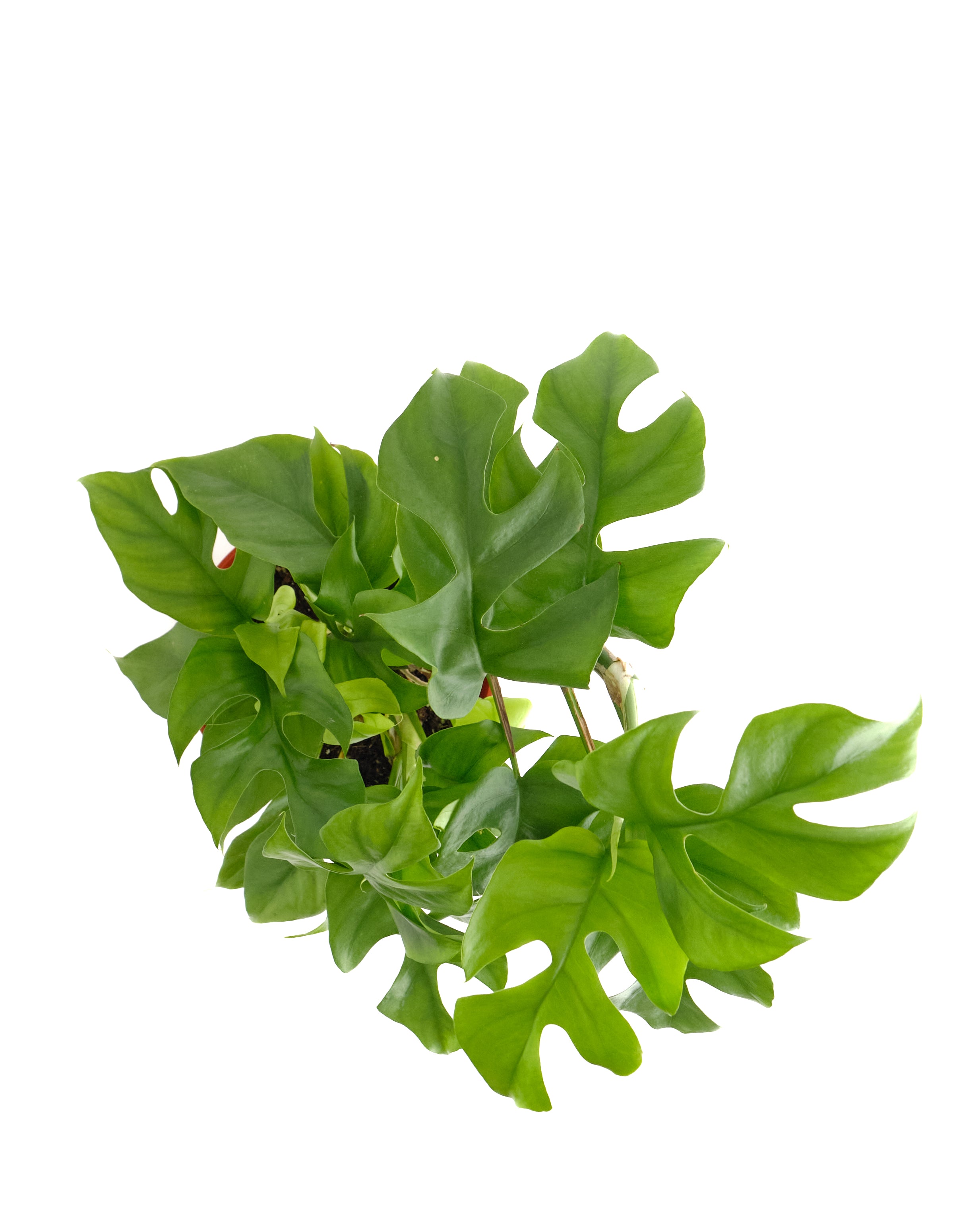 Philodendron 'Ginny'-mmluna