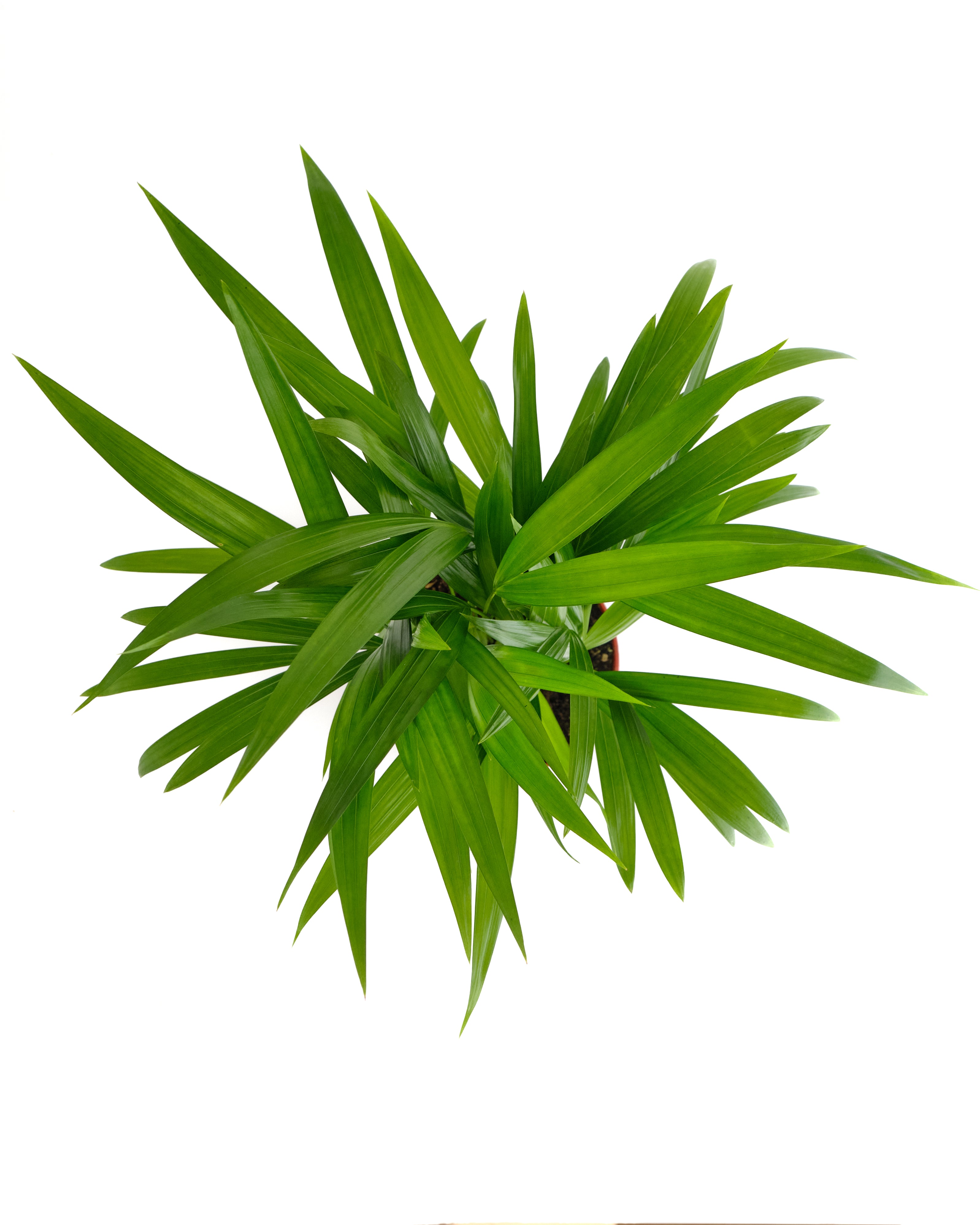 Areca Palm-mmluna