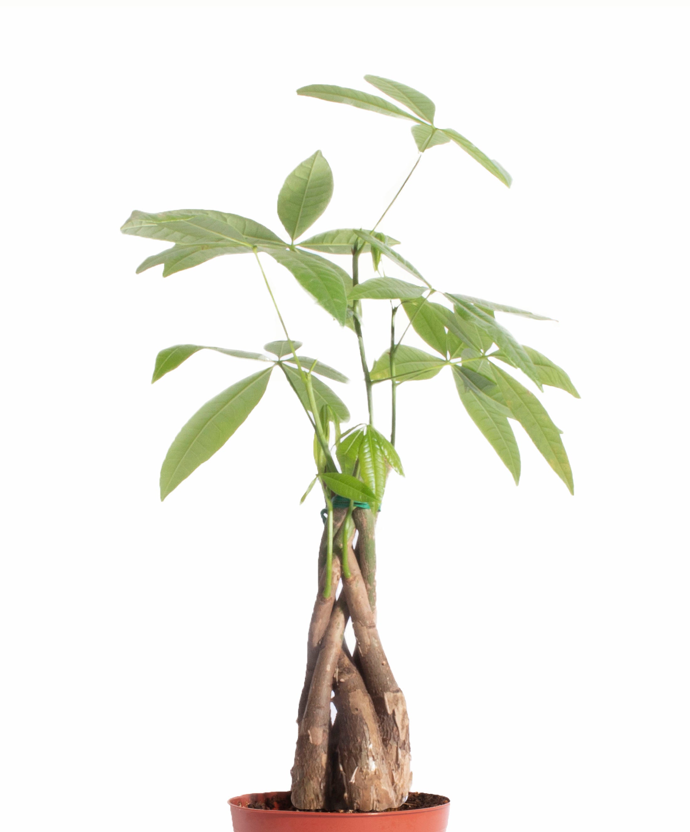 Pachira aquatica 'Money Tree'-mmluna