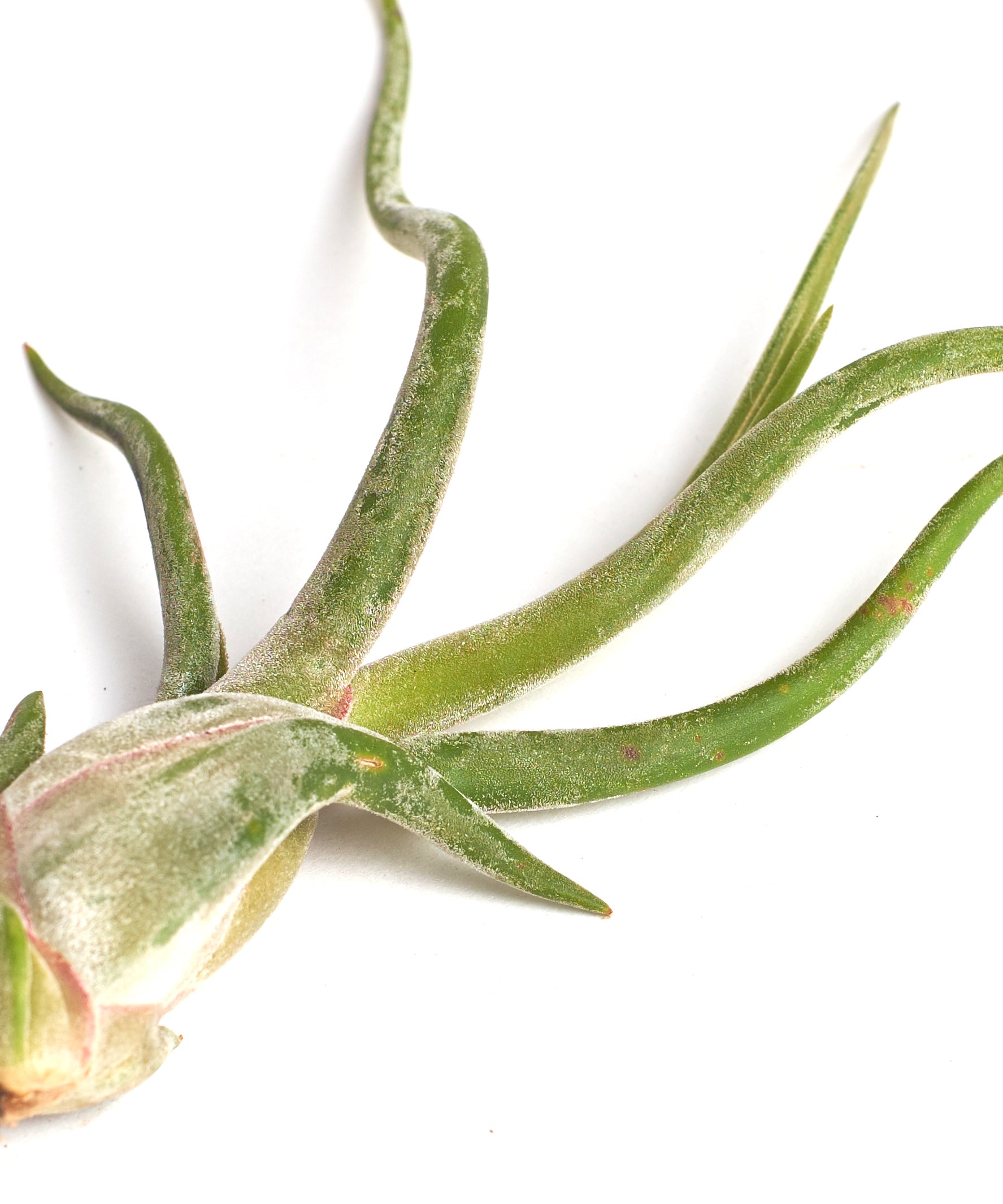 Tillandsia Caput Medusae-mmluna