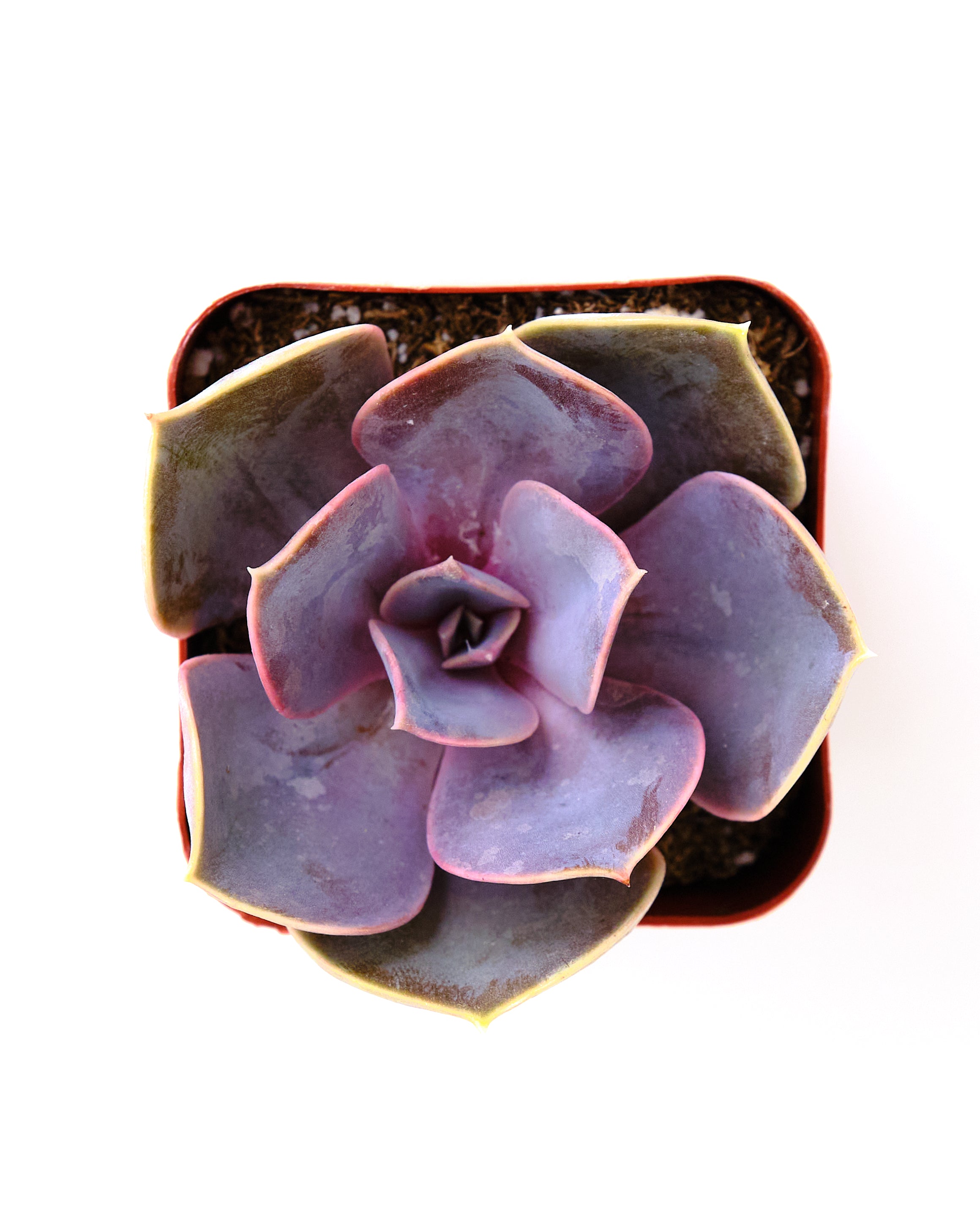 Echeveria 'Perle Von Nurnberg'-mmluna