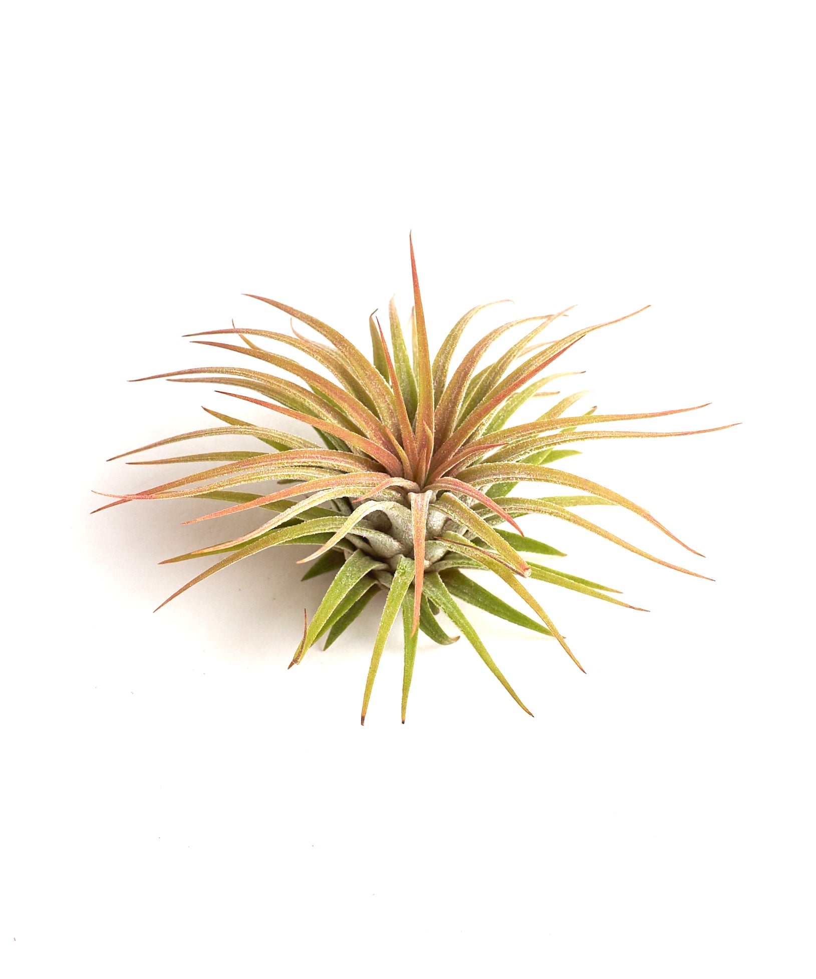 Tillandsia Ionantha Rubra-mmluna
