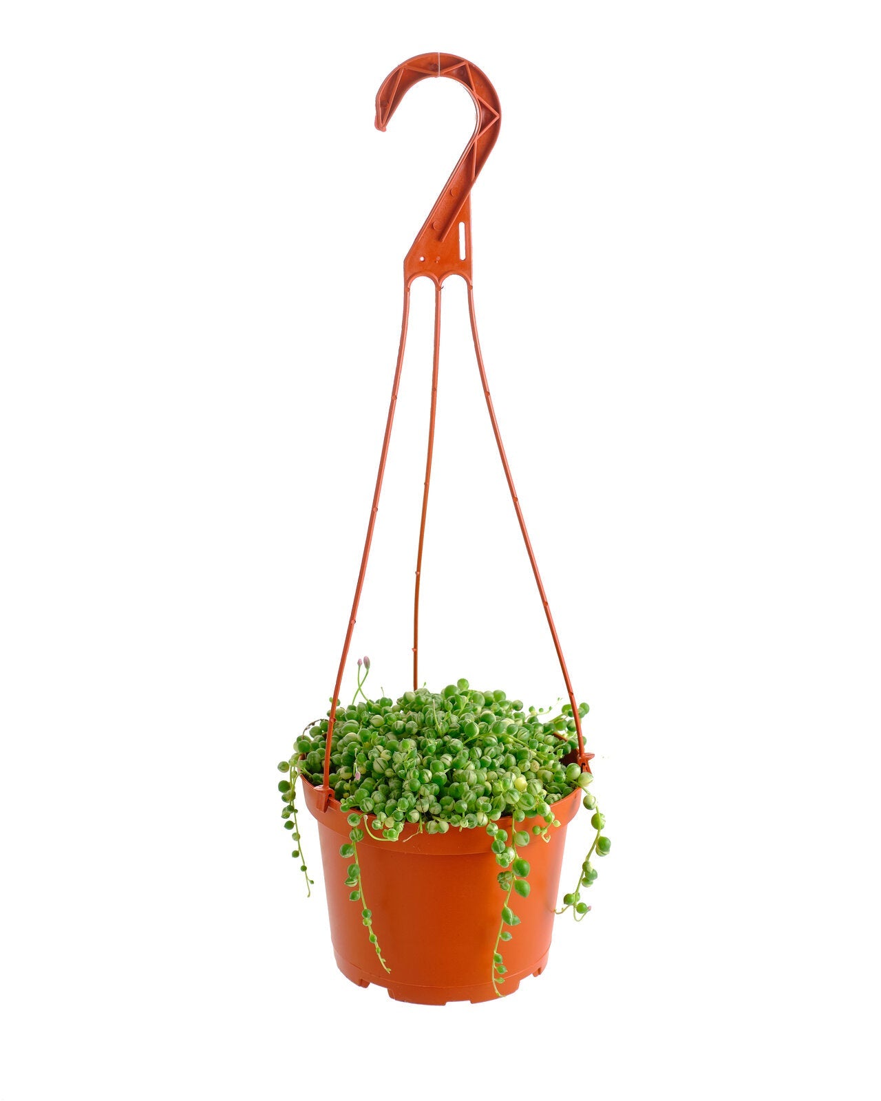 Senecio rowleyanus f. variegatus 'Variegated String of Pearls'-mmluna