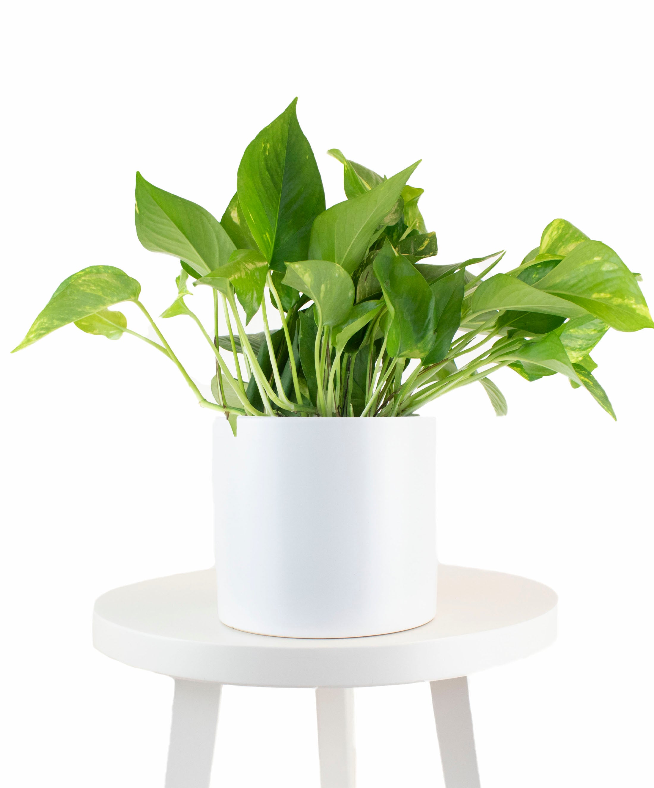 Epipremnum aureum 'Pothos' in White Ceramic Cylinder Planter-mmluna