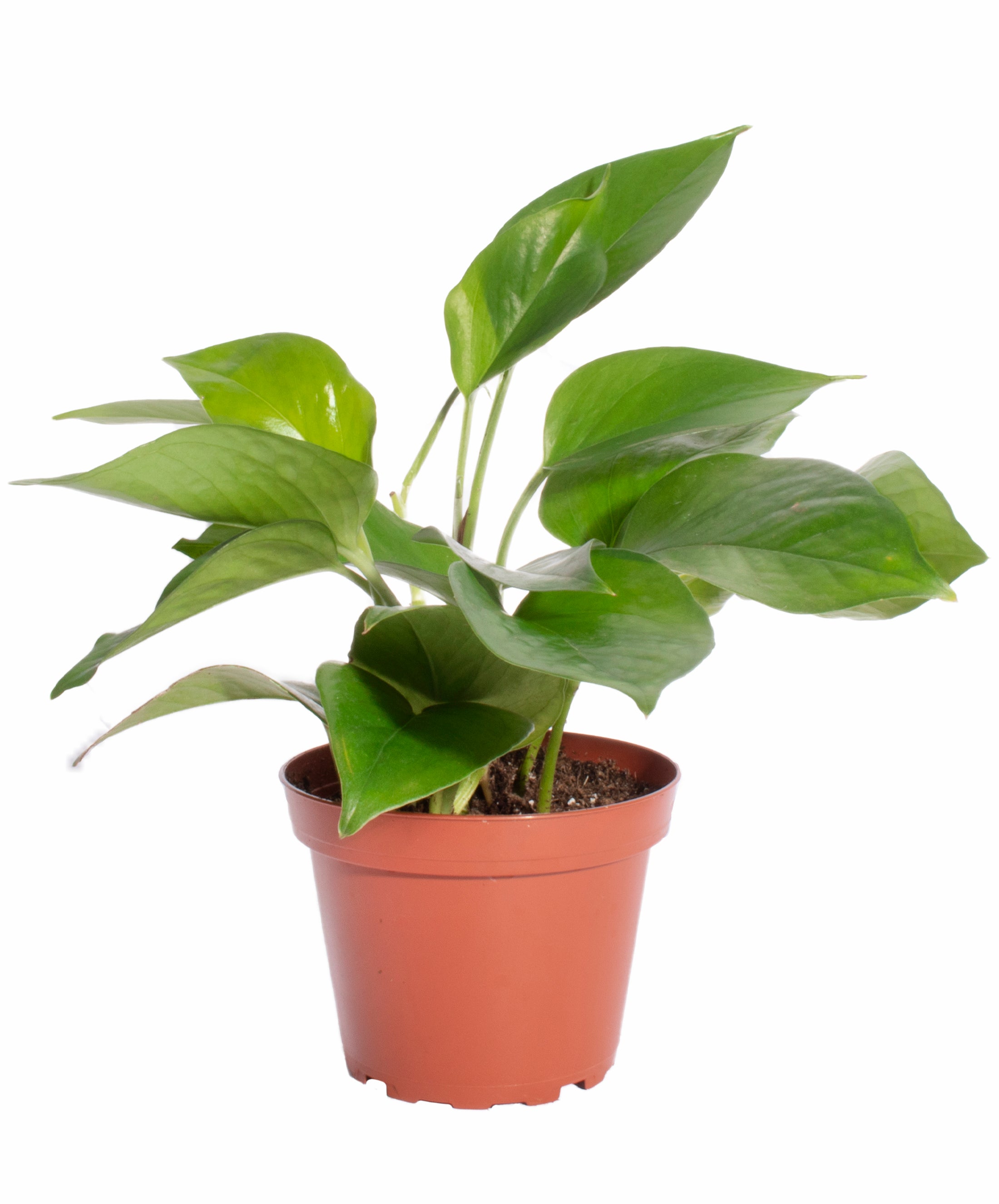Pothos & Spider Plant-mmluna