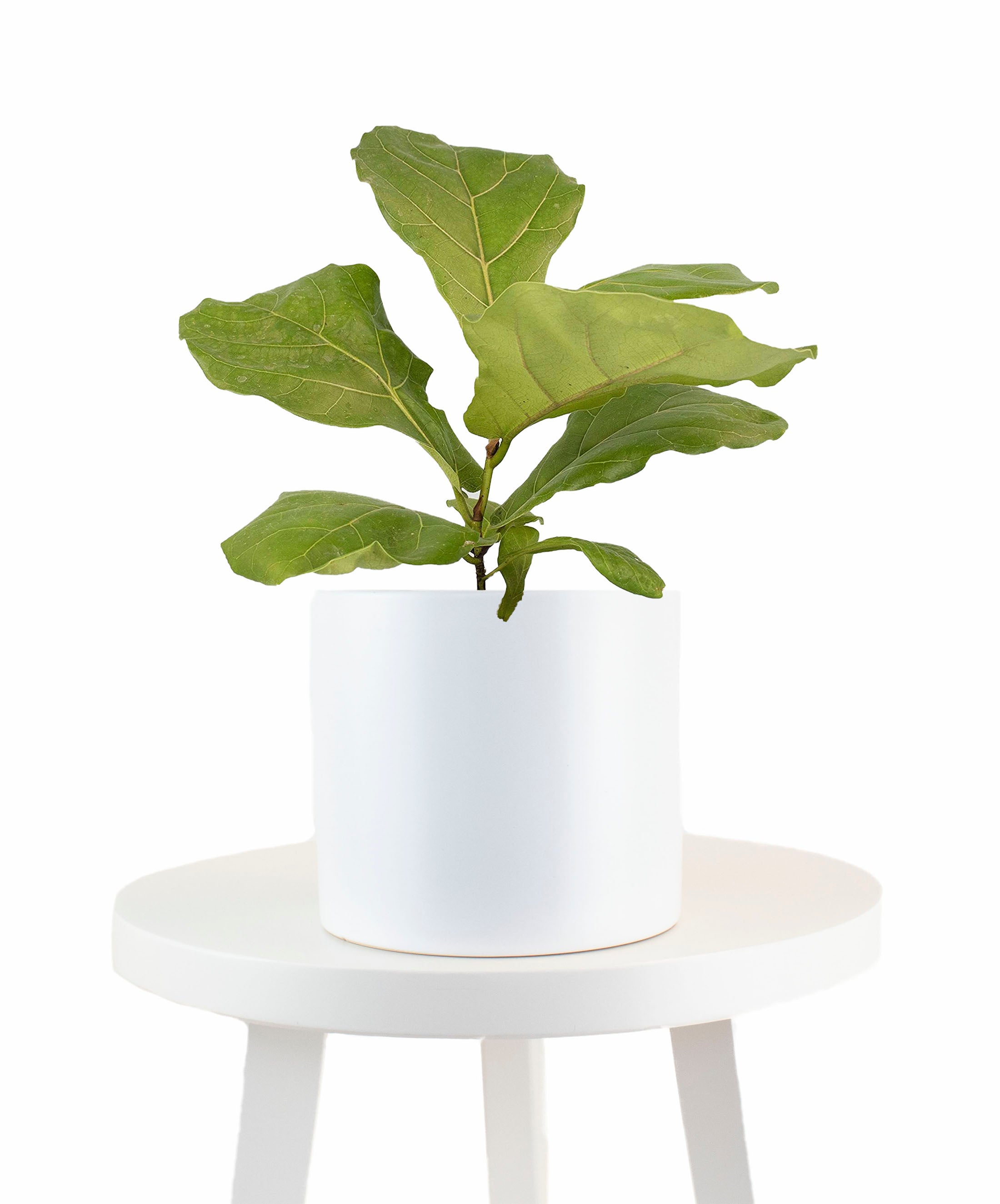 Ficus Lyrata 'Fiddle Leaf Fig' in White Ceramic Cylinder Planter-mmluna