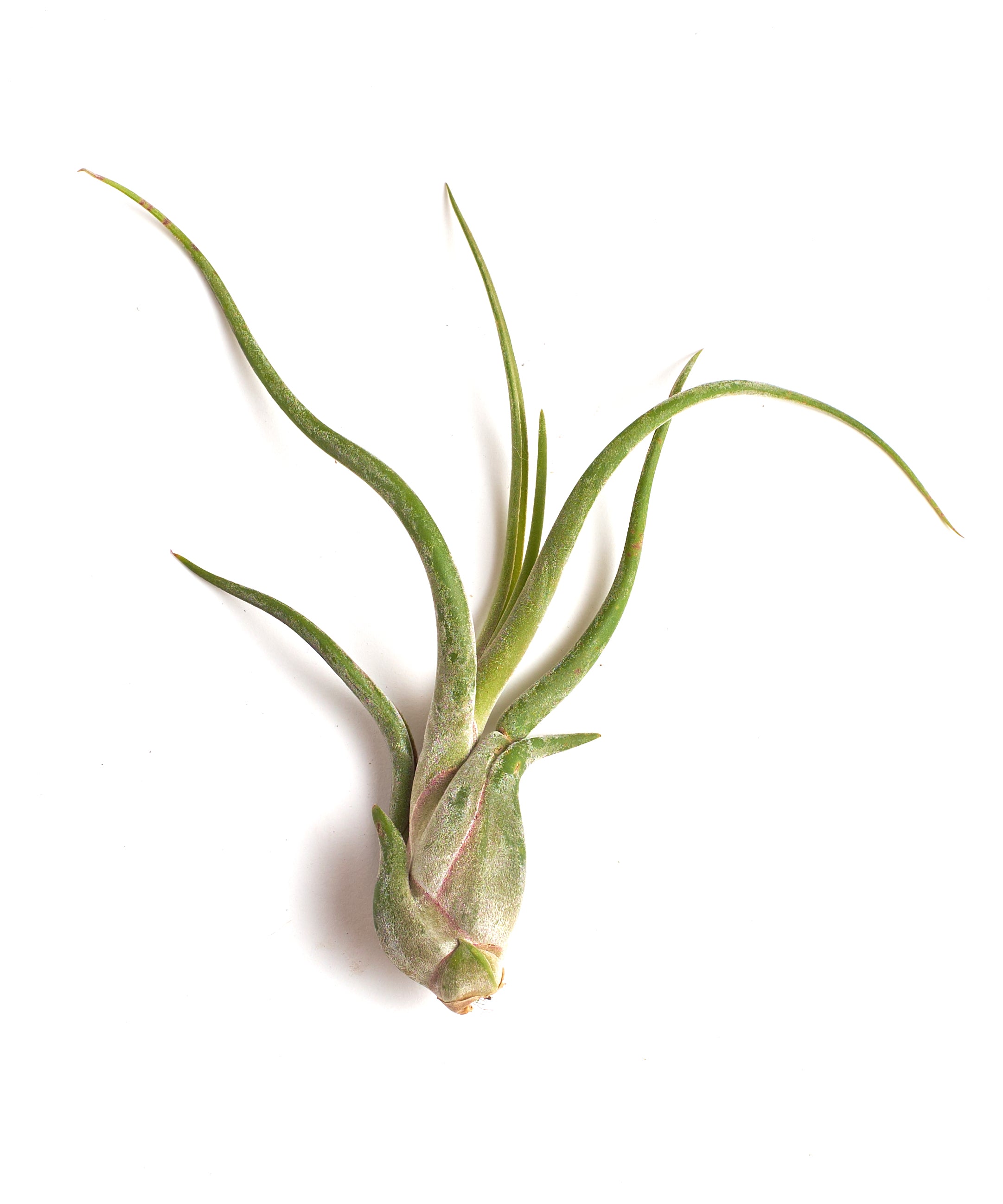 Tillandsia Caput Medusae-mmluna