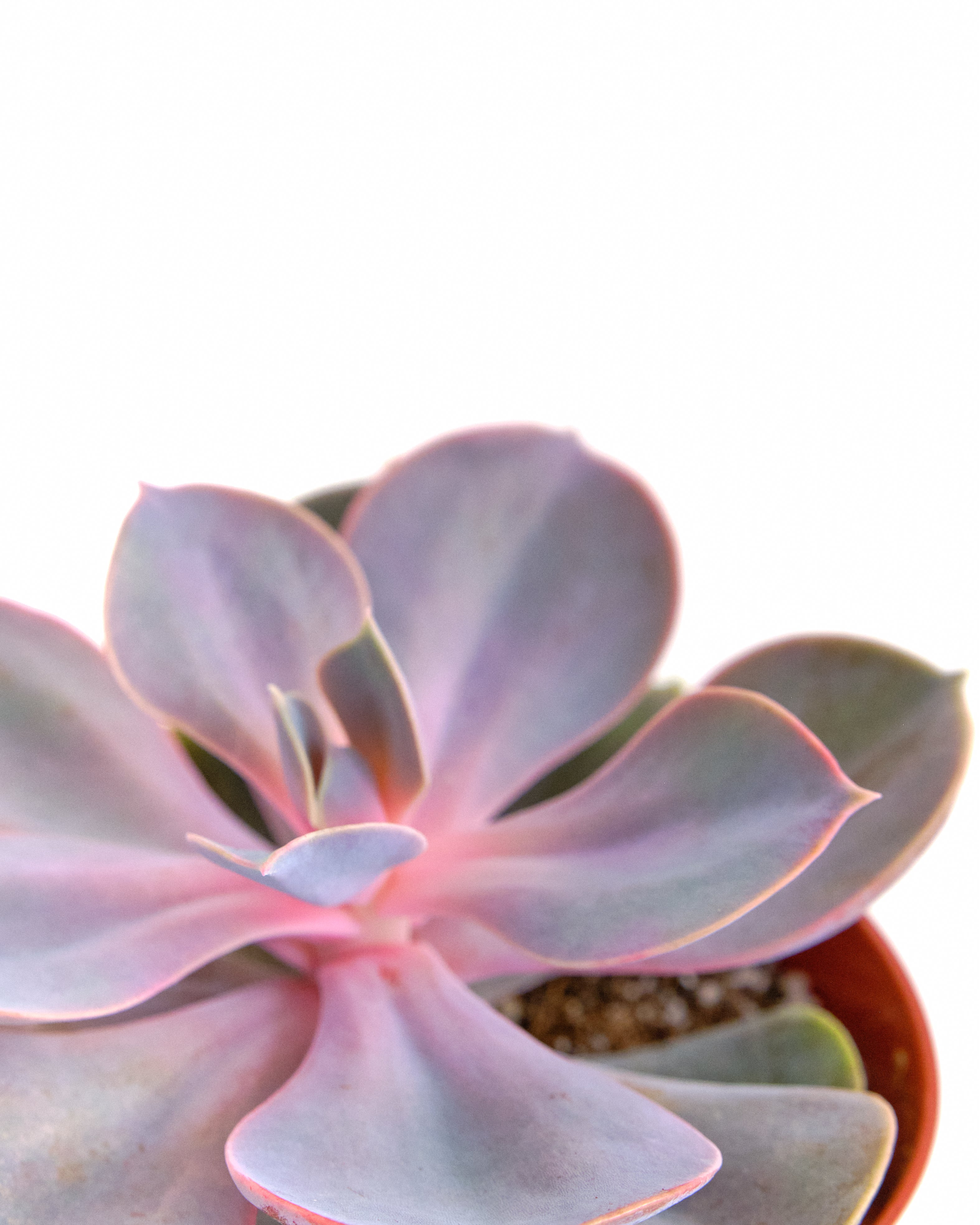 Echeveria 'Perle Von Nurnberg'-mmluna