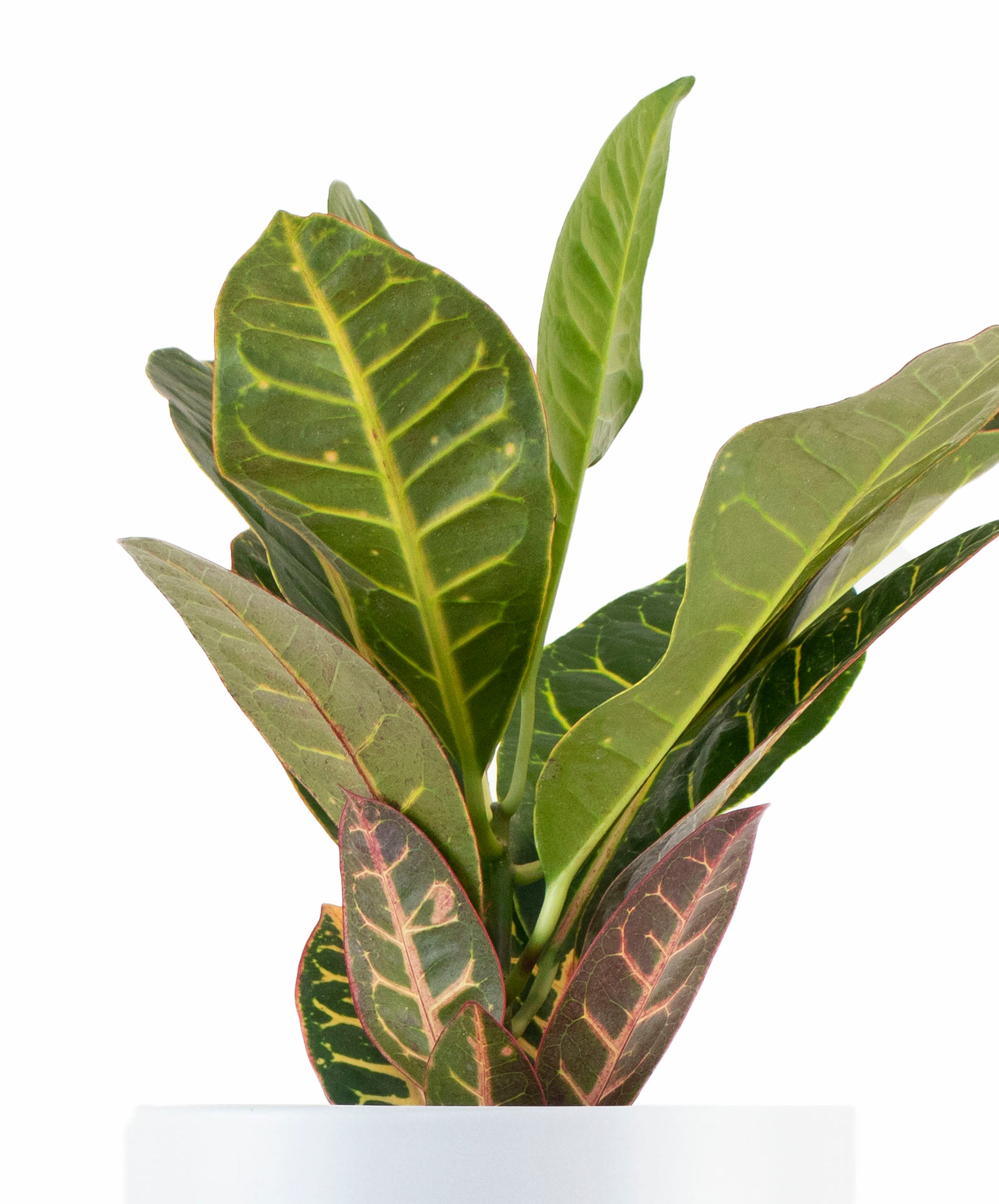Croton Petra House Plant in White Ceramic Cylinder Planter-mmluna
