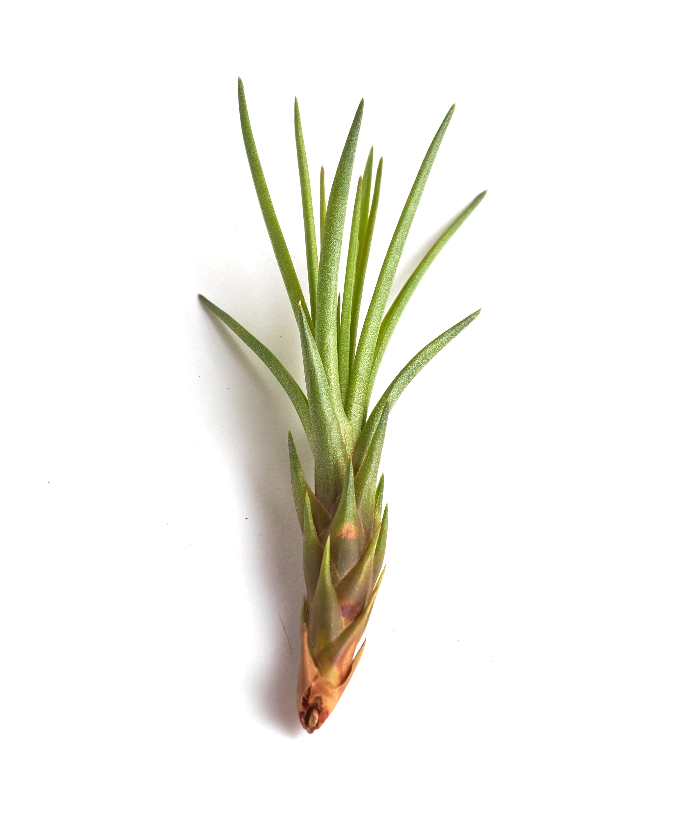 Tillandsia Melanocrater-mmluna