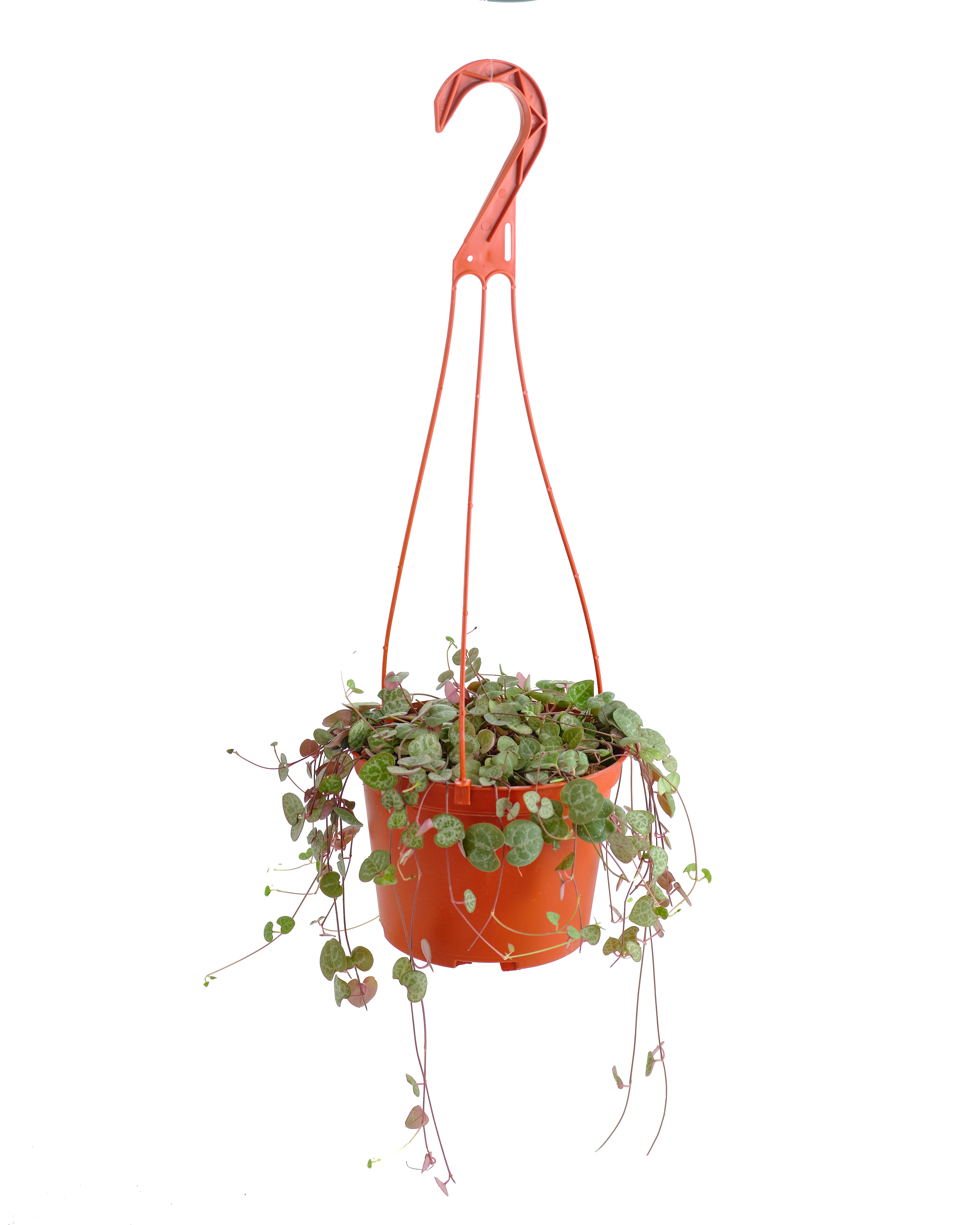 Ceropegia Woodii 'String of Hearts'-mmluna