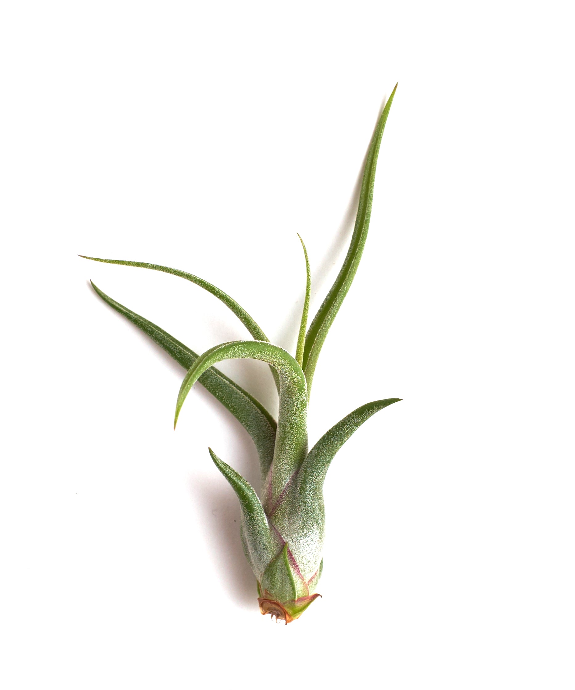 Tillandsia Caput Medusae-mmluna