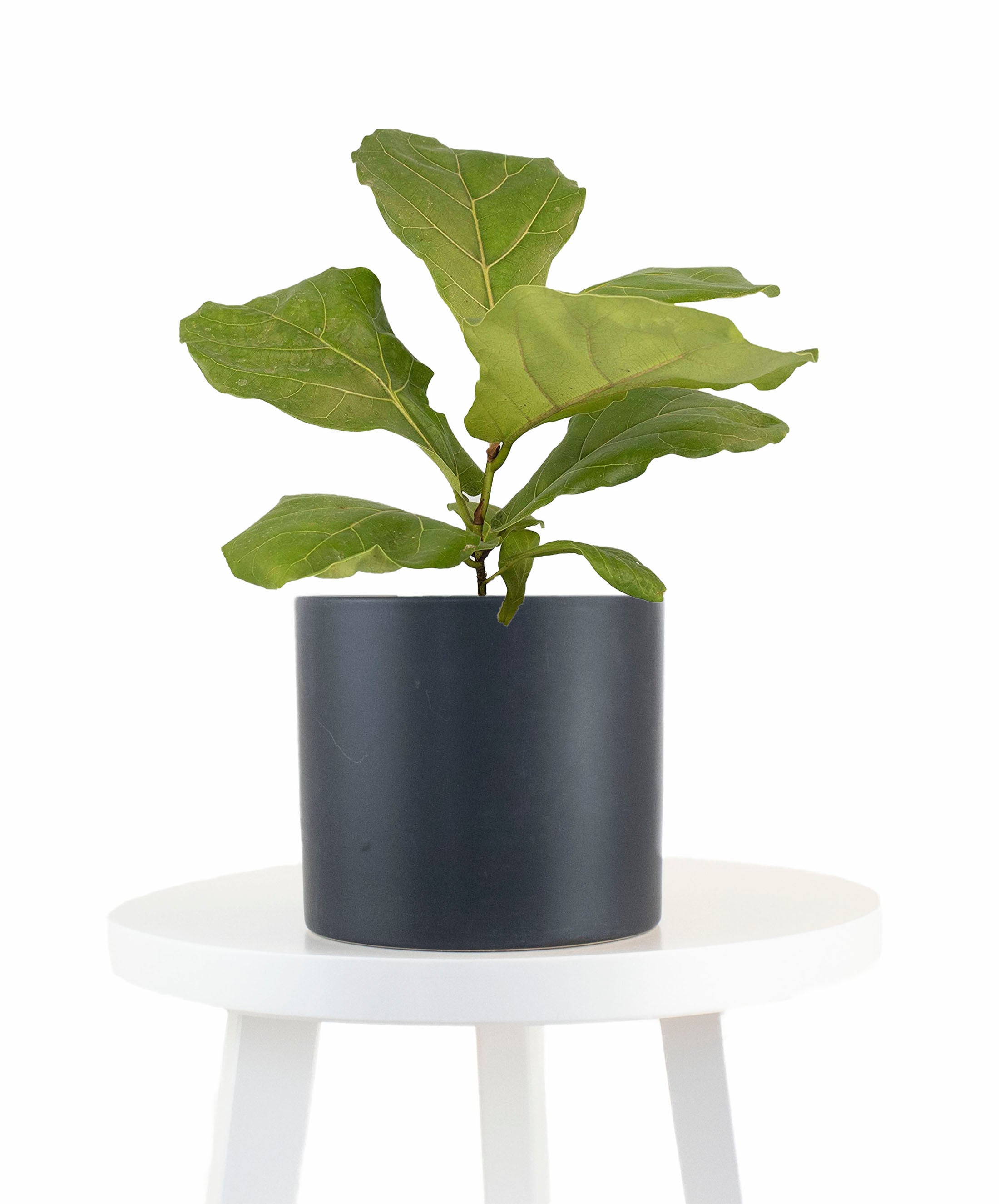 Ficus Lyrata 'Fiddle Leaf Fig' in Black Ceramic Cylinder Planter-mmluna