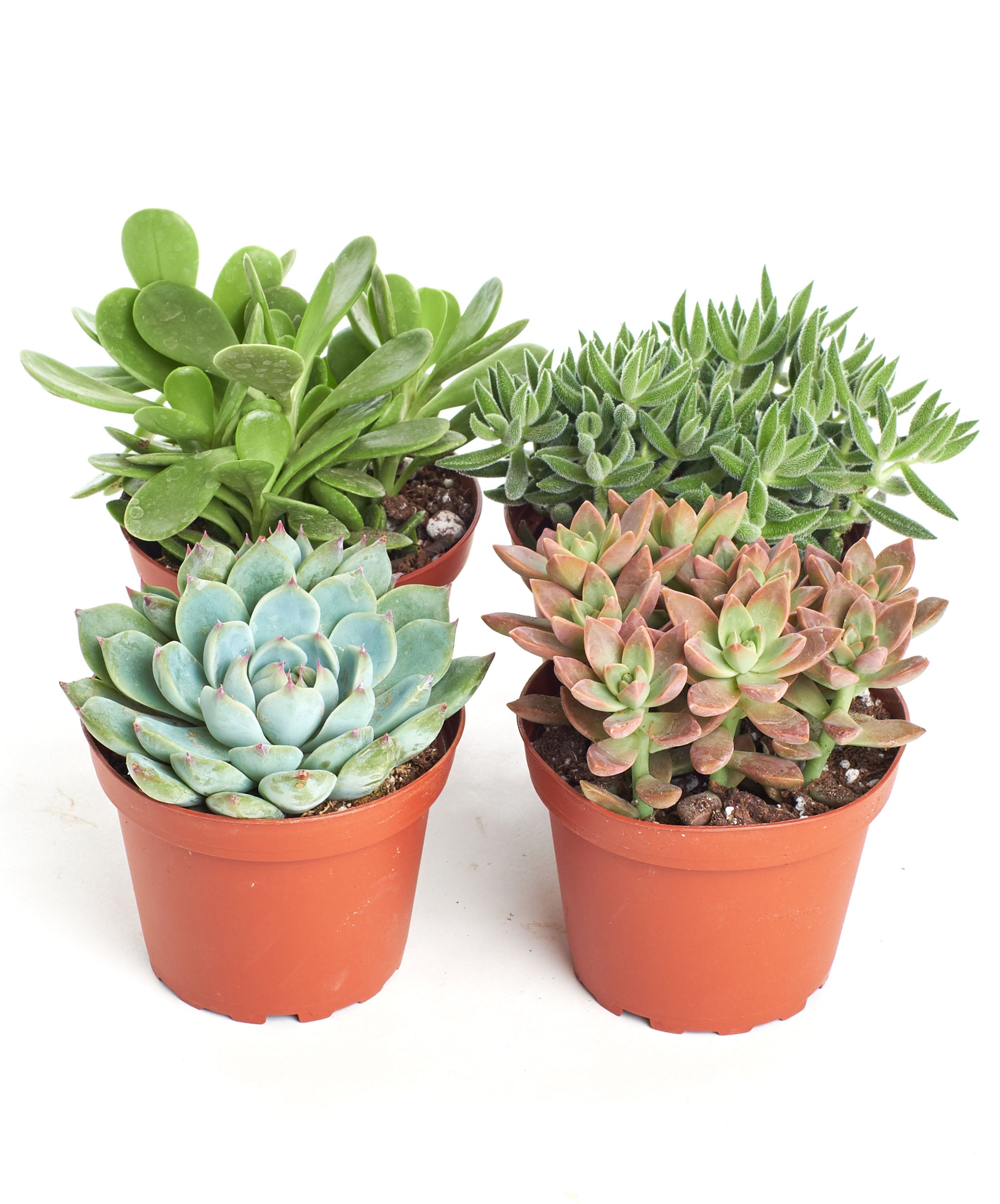 Assorted Medium Succulent Collection-mmluna