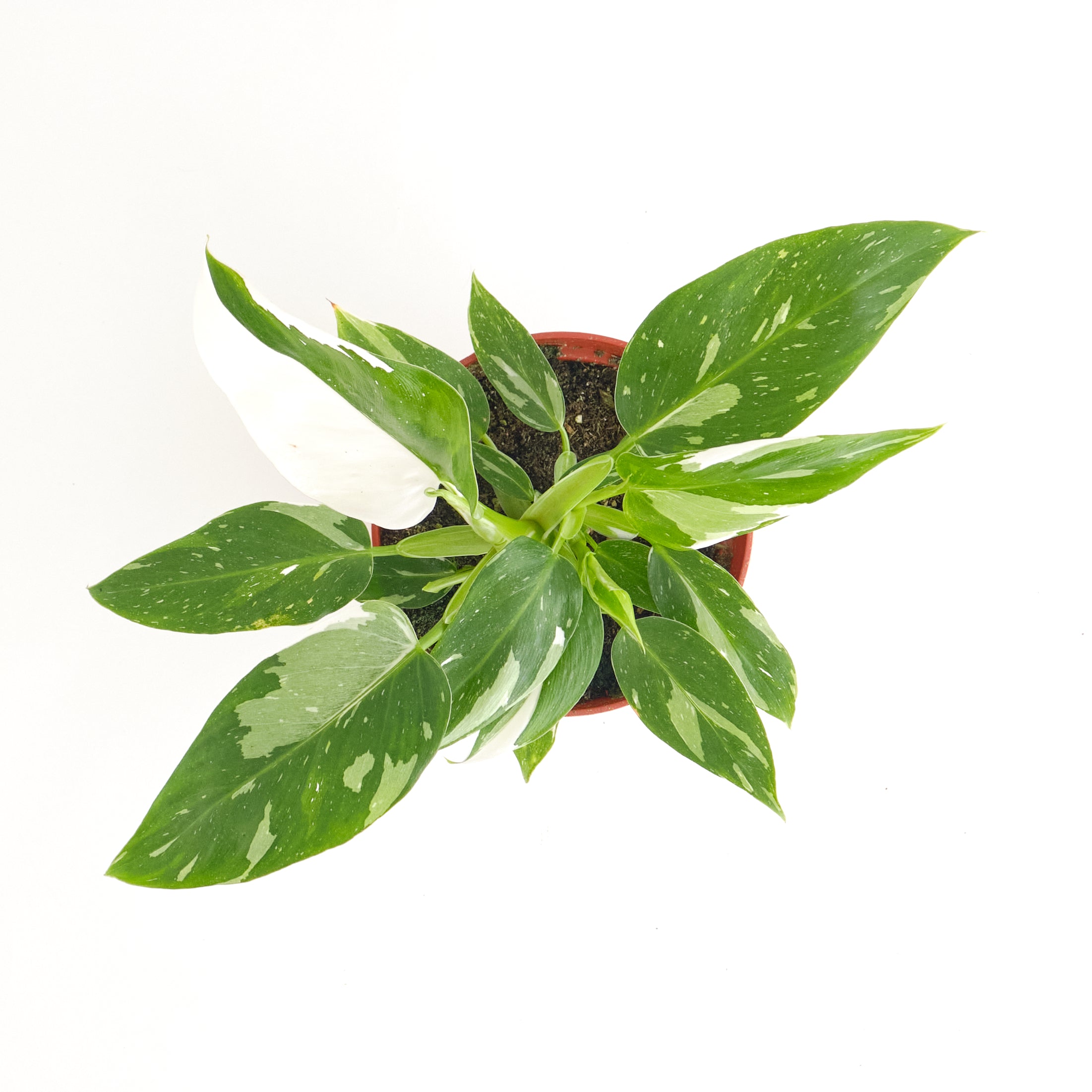Philodendron White Princess-mmluna