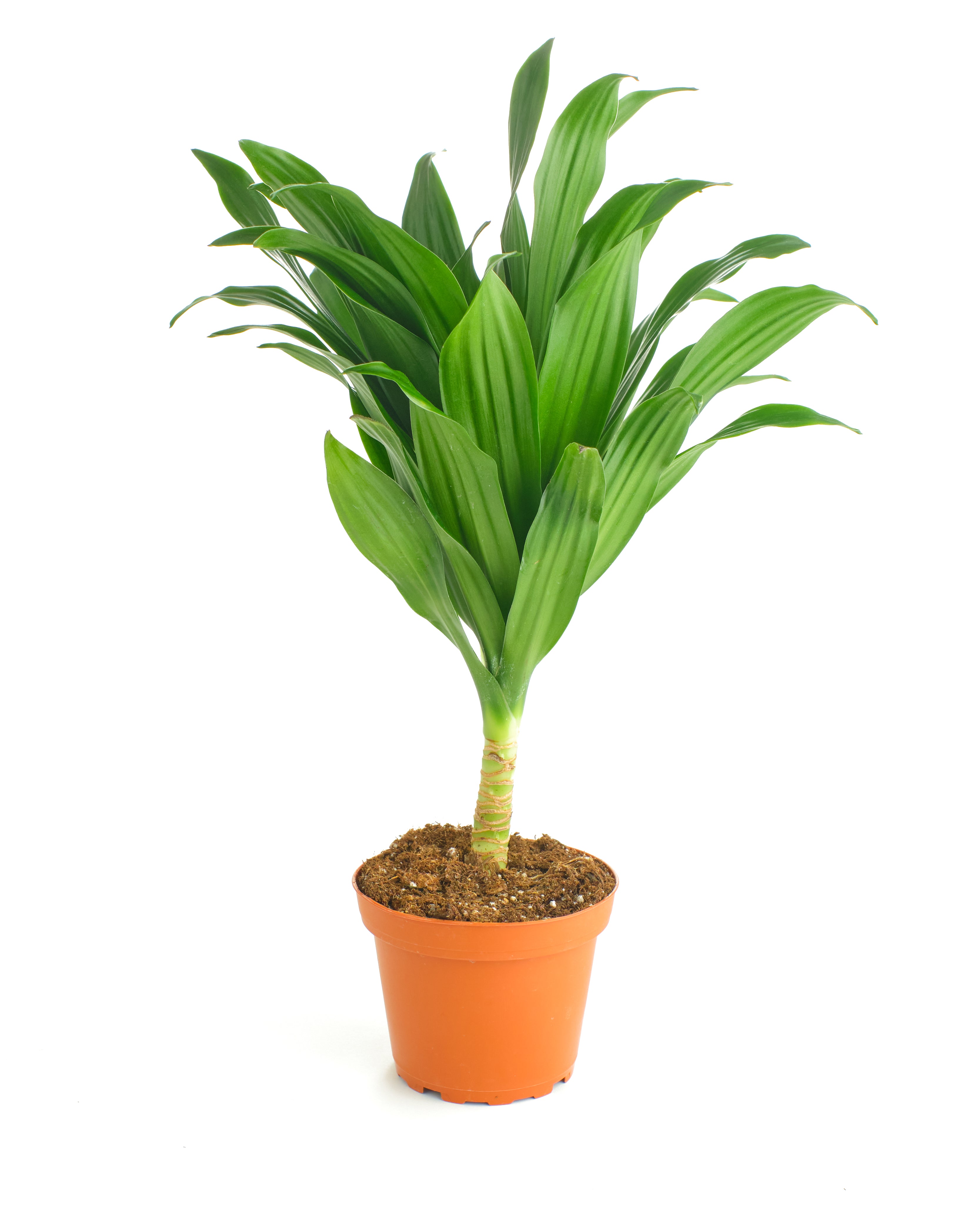 Dracaena Compacta-mmluna