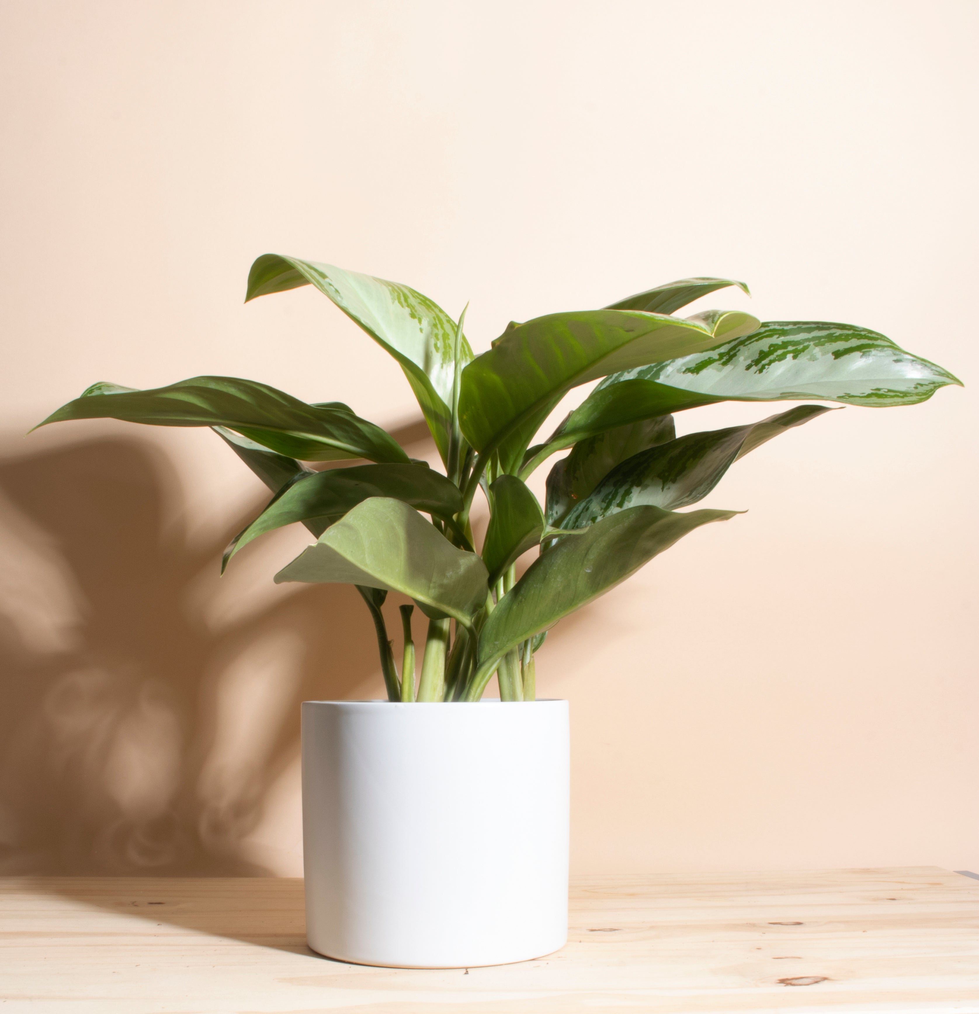 Aglaonema Silver Bay 'Chinese Evergreen' in Black Ceramic Cylinder Planter-mmluna
