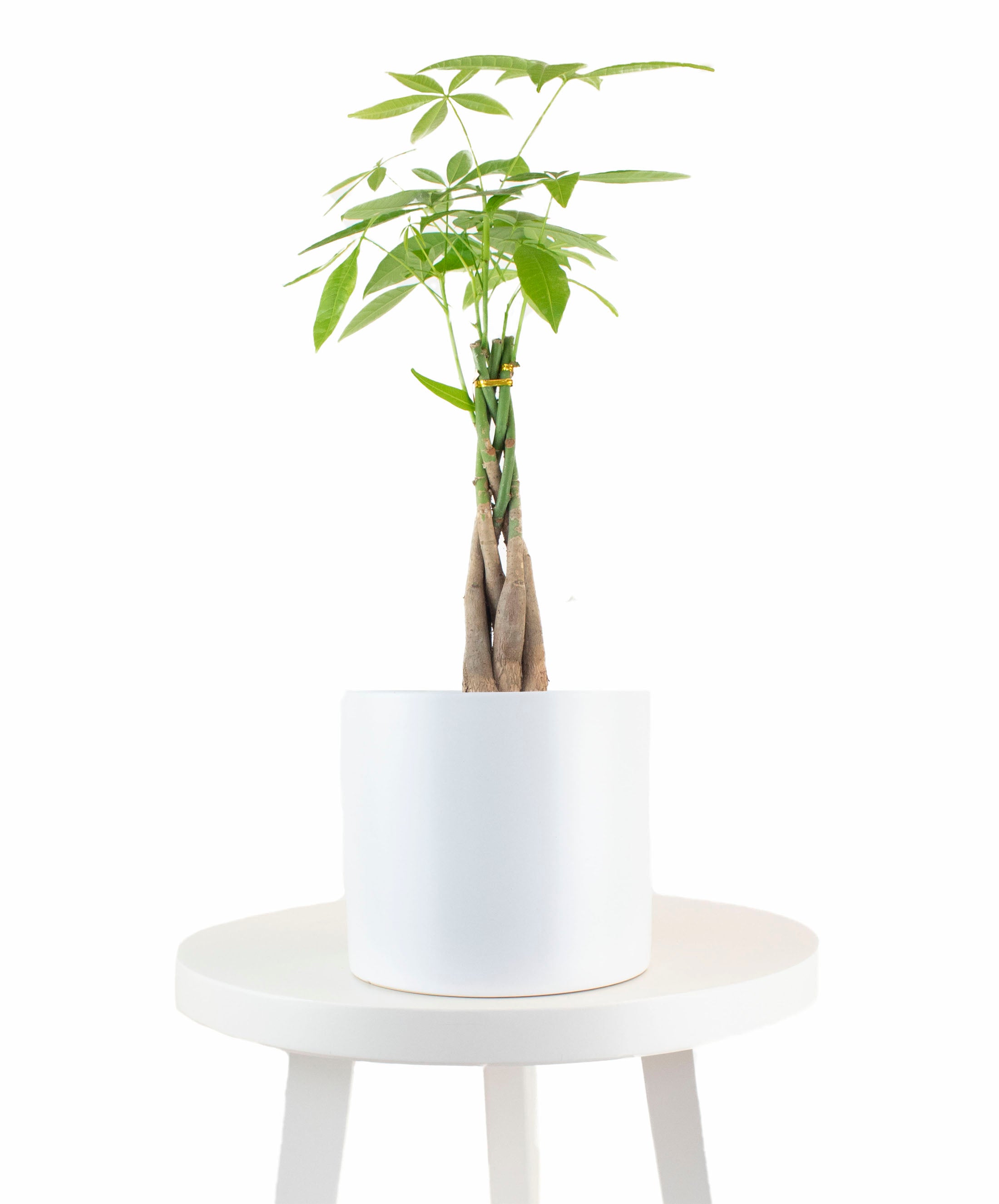 Money Tree Plant in White Ceramic Cylinder Planter-mmluna