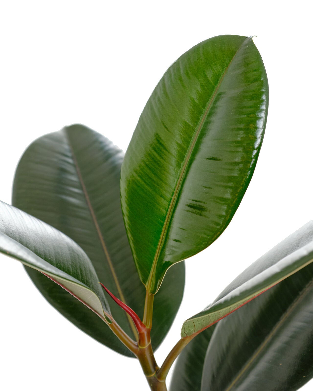 Ficus Elastica 'Burgundy'-mmluna