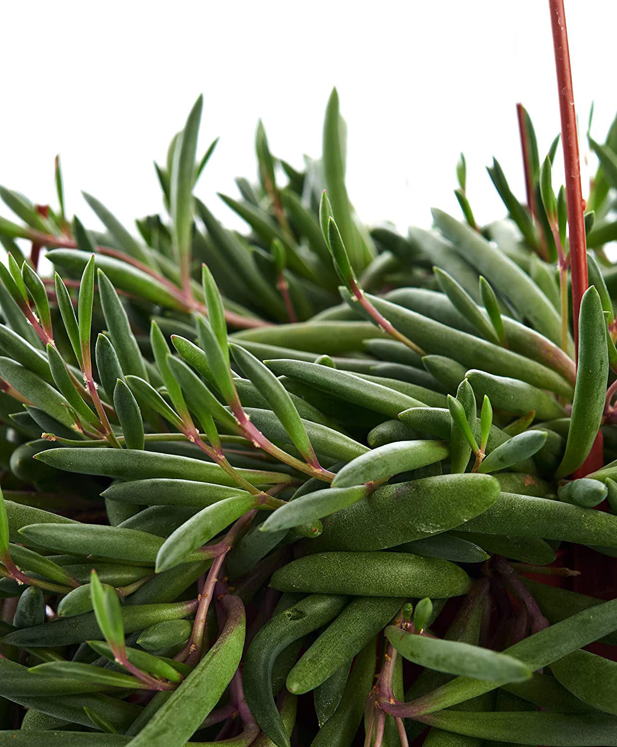 Othonna Capensis 'Ruby Necklace'-mmluna