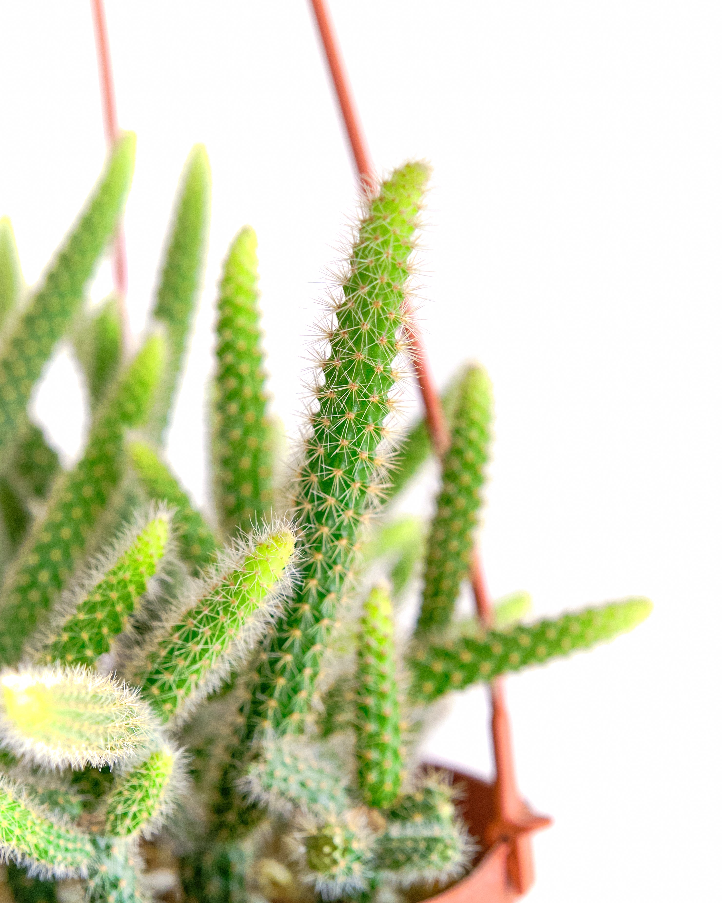 Rat's Tail Cactus Plant "Aporocactus Flagelliformis"-mmluna