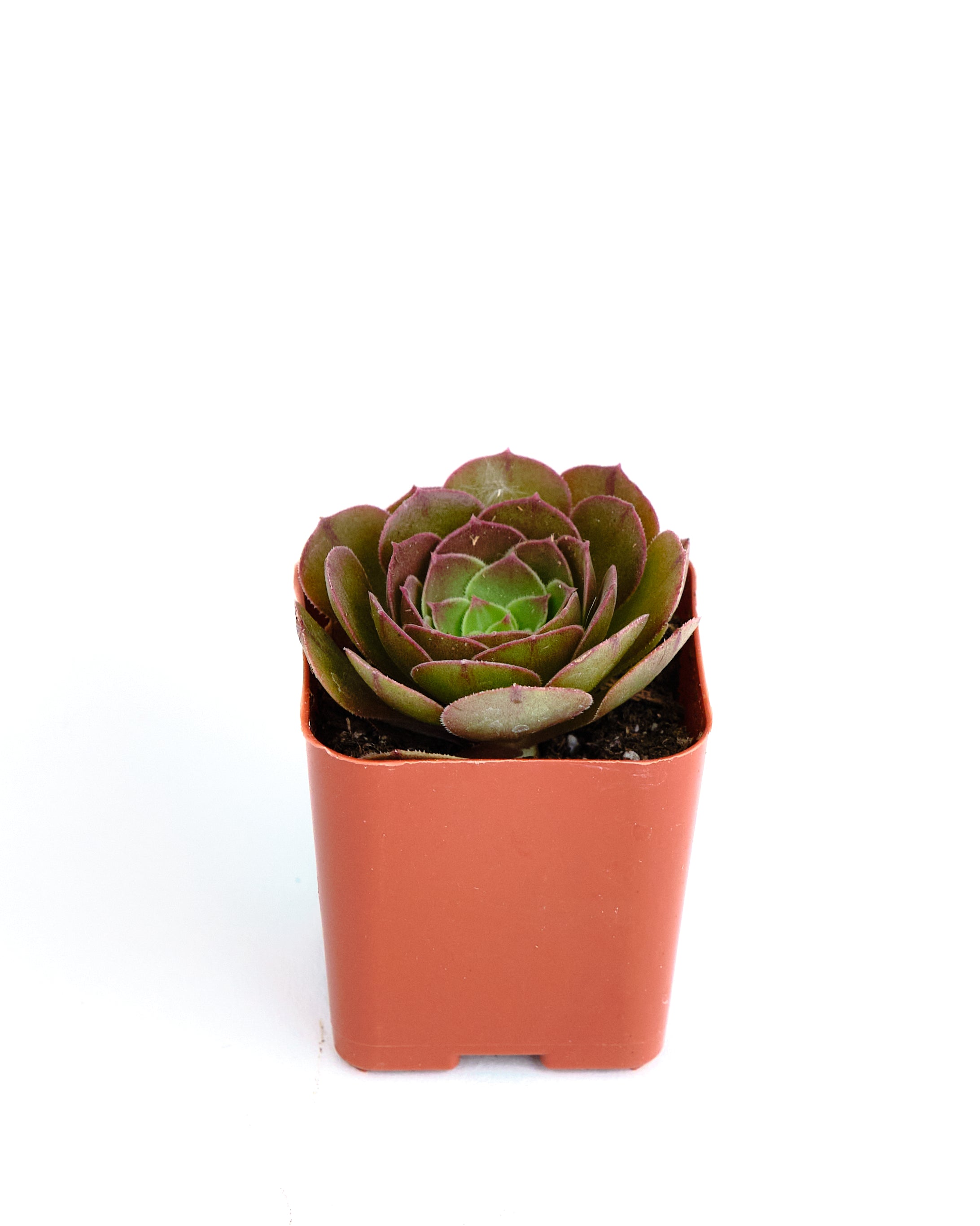 Aeonium 'Blushing Beauty'-mmluna