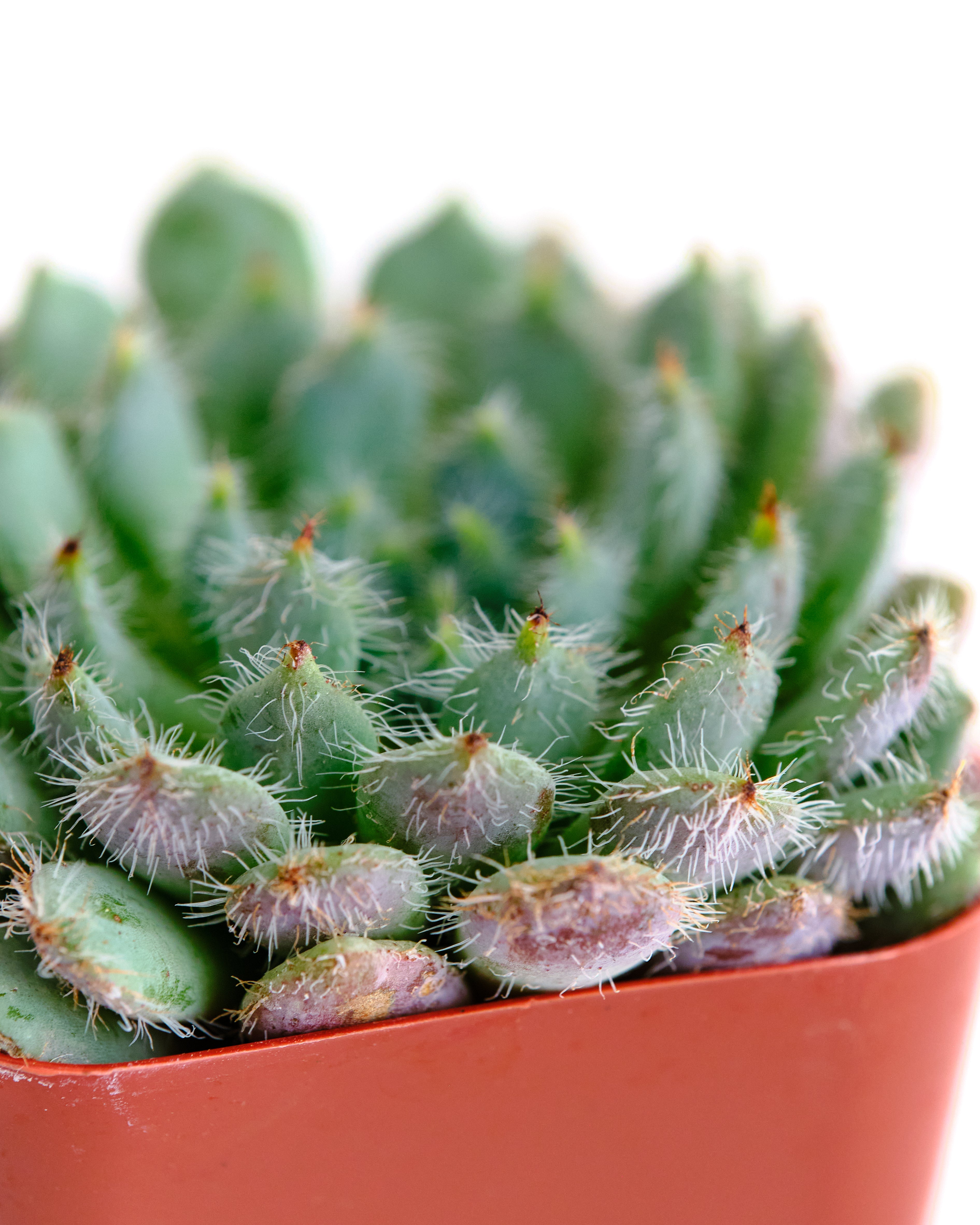 Echeveria 'Blue Setosa'-mmluna