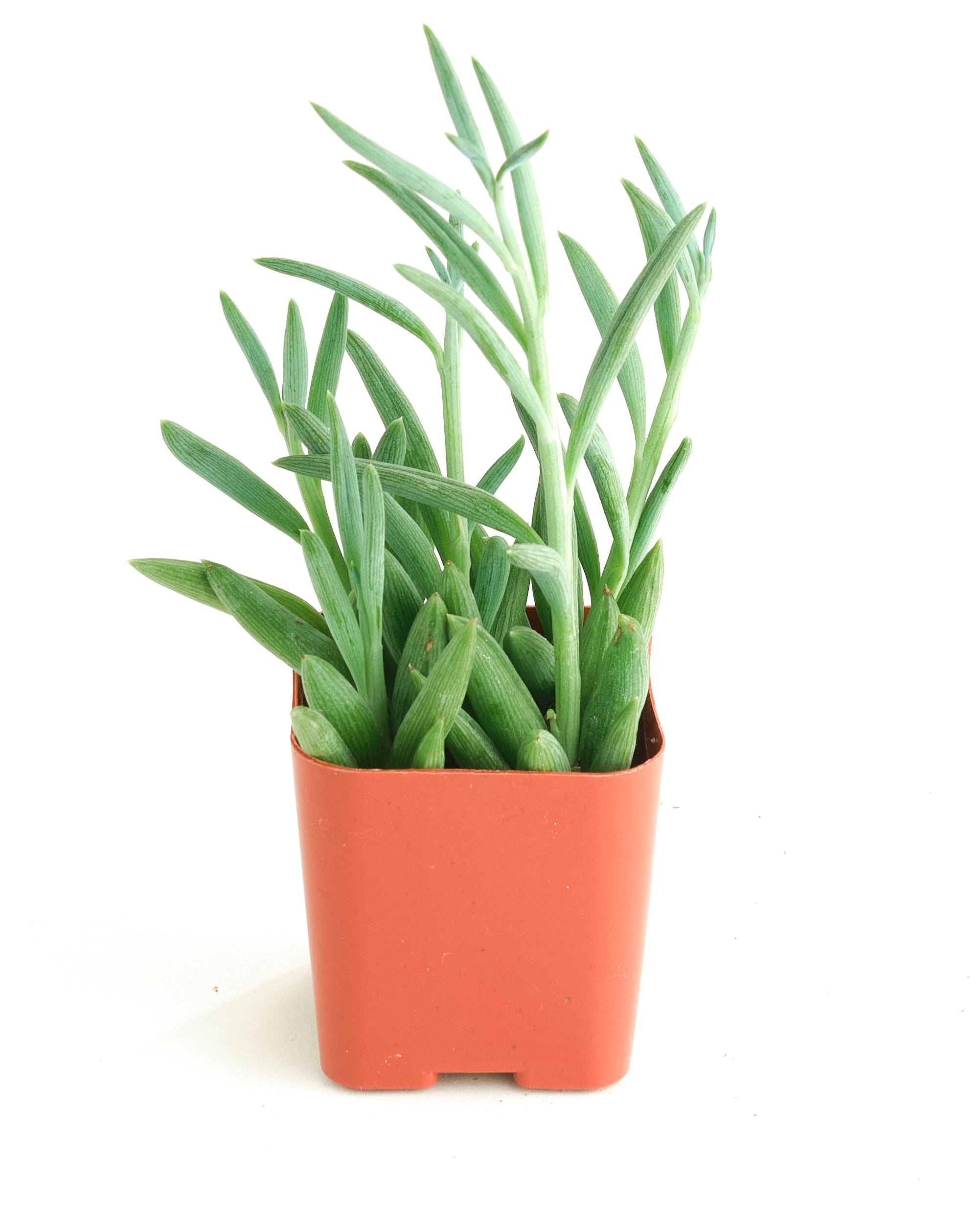 Senecio Radicans 'String of Fishhooks'-mmluna