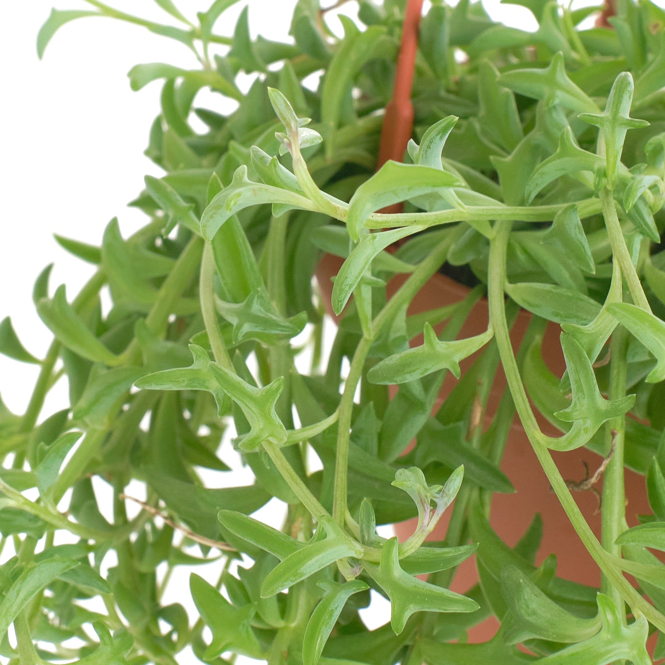 Senecio peregrinus 'String of Dolphins'-mmluna