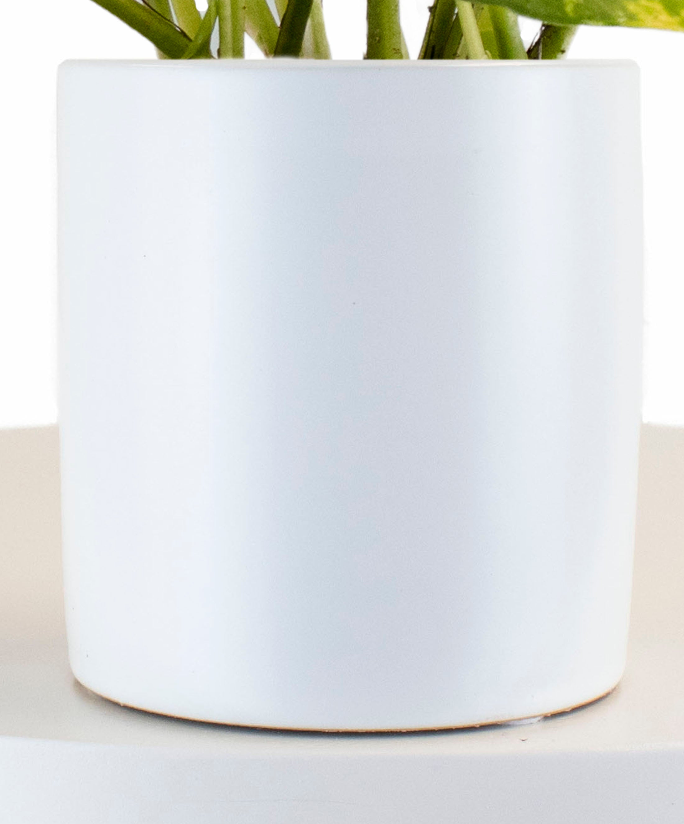 Epipremnum aureum 'Pothos' in White Ceramic Cylinder Planter-mmluna