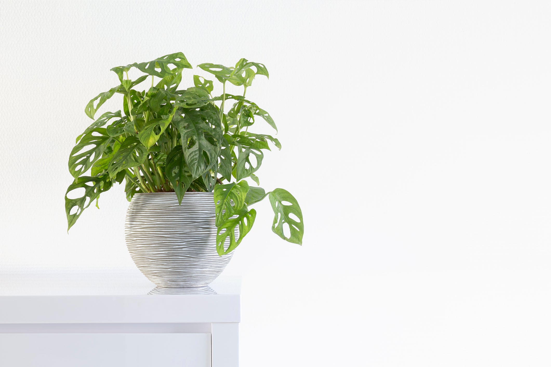 Monstera Adansonii-mmluna