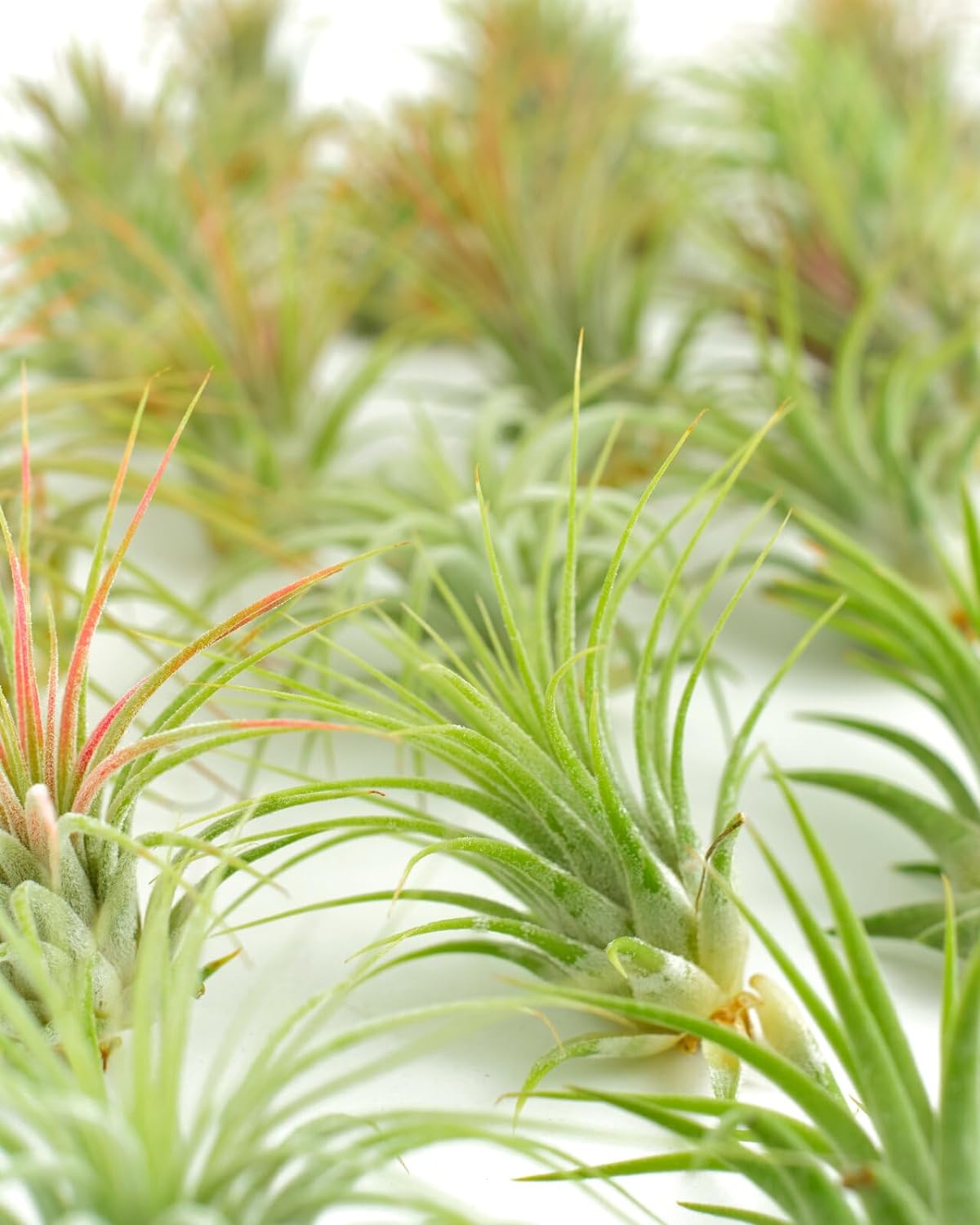 Tillandsia Ionantha Air Plant Collection-mmluna