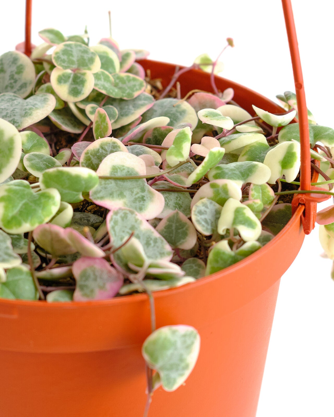 Ceropegia Woodii f. Variegata 'Variegated String of Hearts'-mmluna