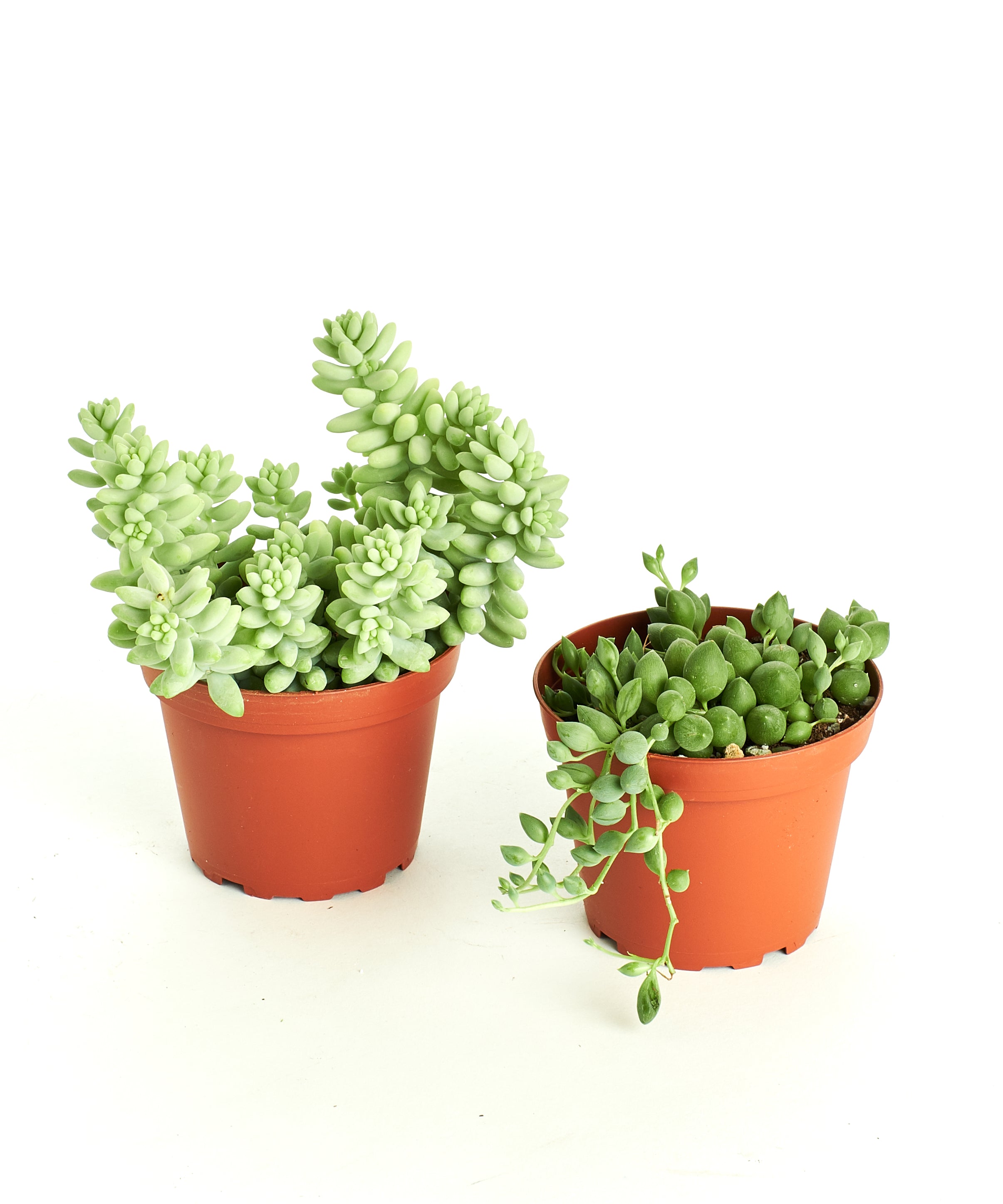 Burro's Tail & String of Pearls Medium Hanging Pack-mmluna