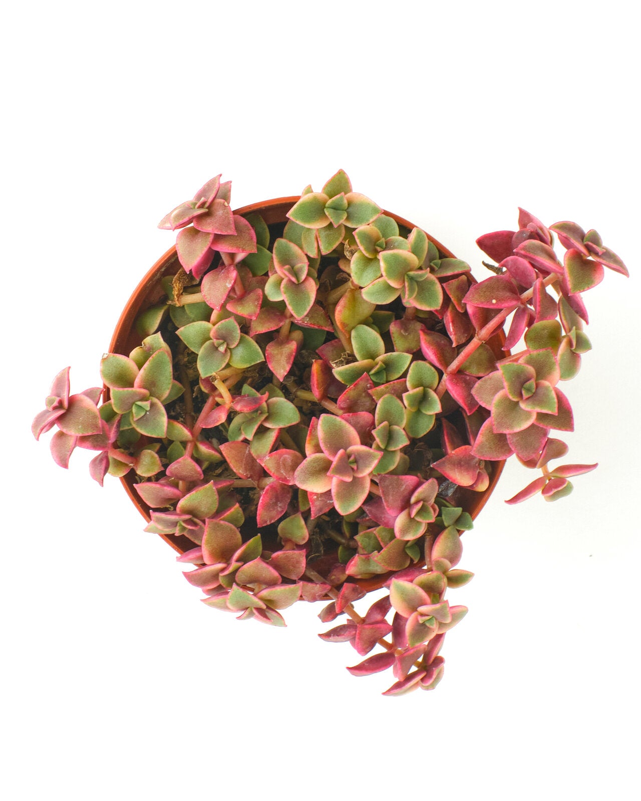 Crassula Pellucida Variegata 'Calico Kitten'-mmluna