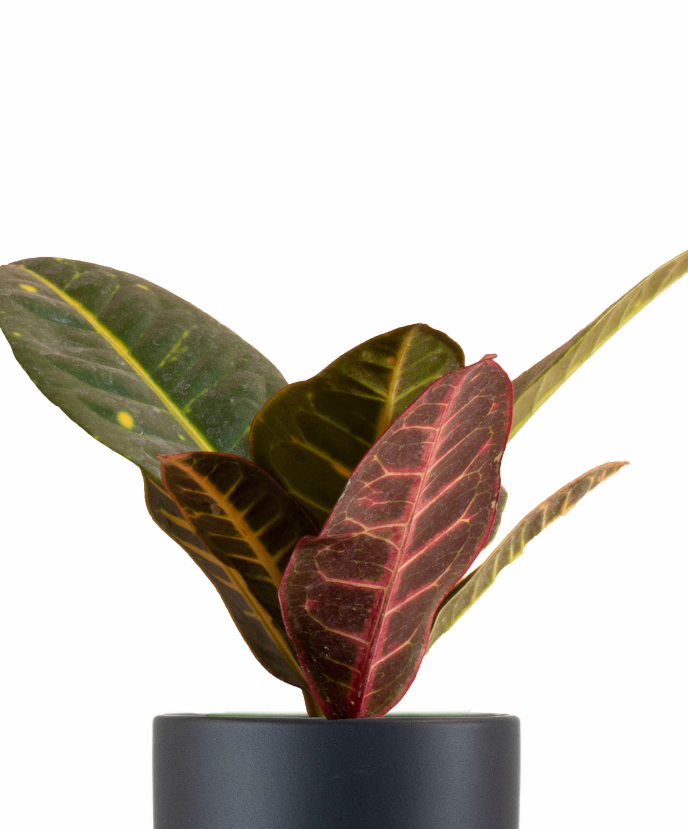 Croton Petra House Plant in Black Ceramic Cylinder Planter-mmluna